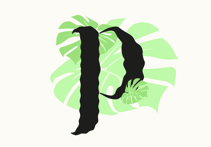 compo_philodendron_monstera.png