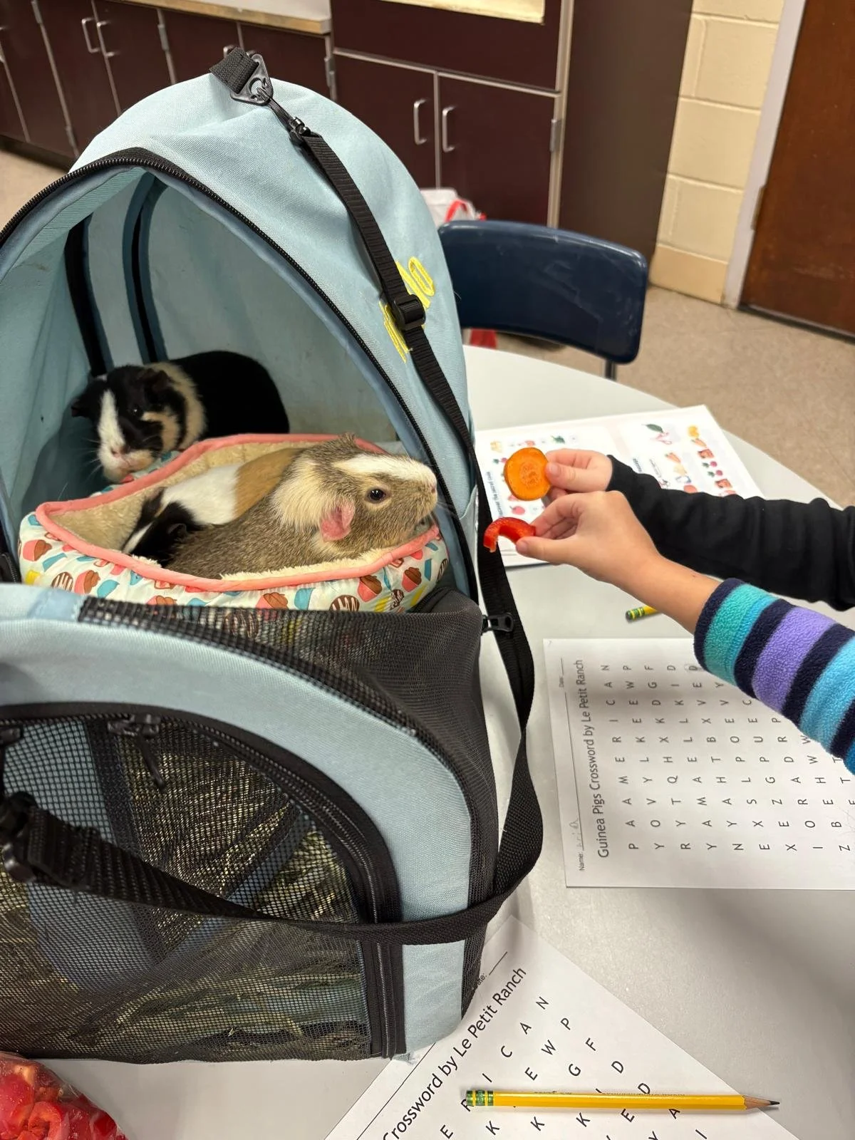 Guinea Pigs at Maths Night