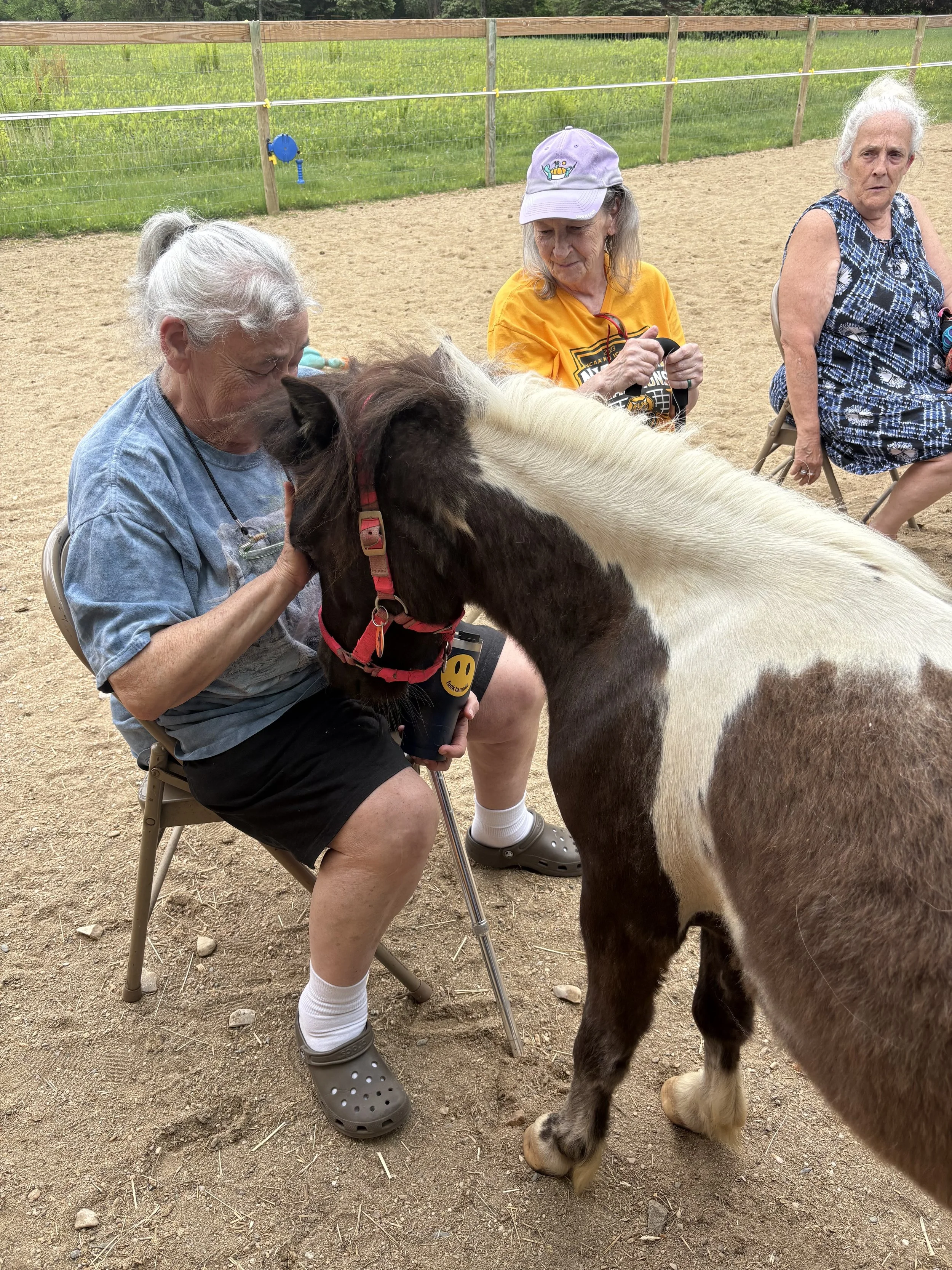 MINI EQUINES visit at the Sheffield senior center 