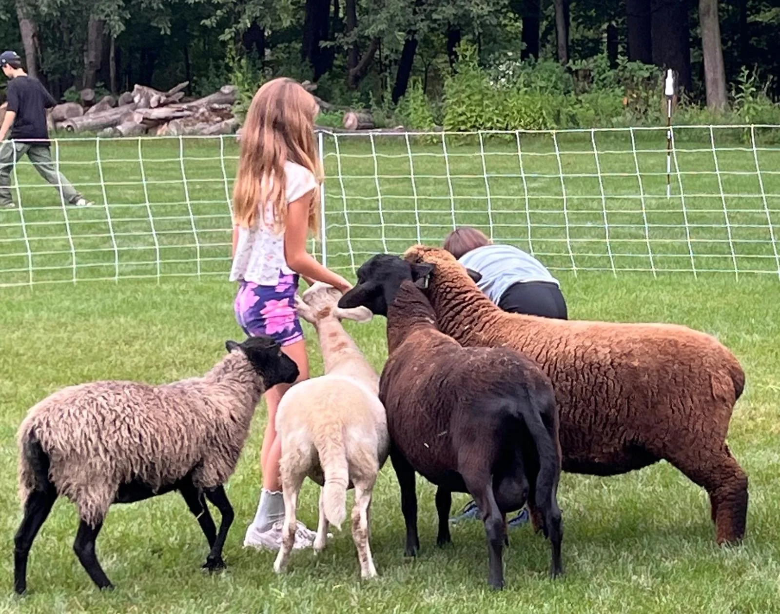 Sheep & Wool at the Canaan Fall Festival