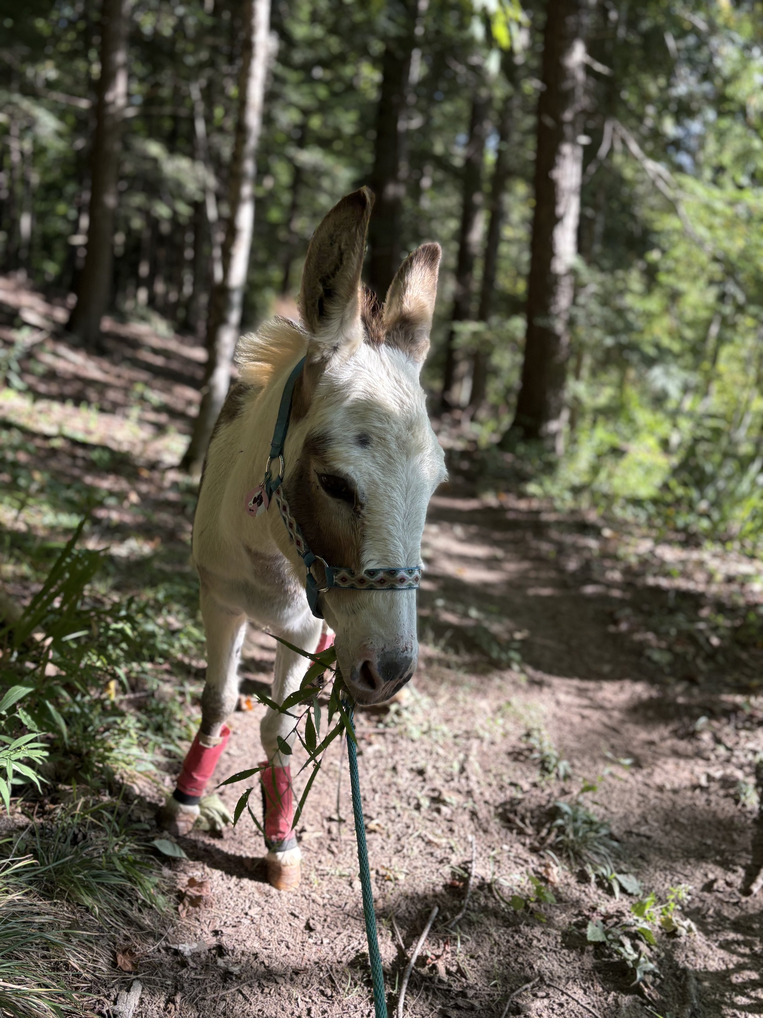 Wisdom of Donkeys, Meditative Walk for Adults at the Ranch