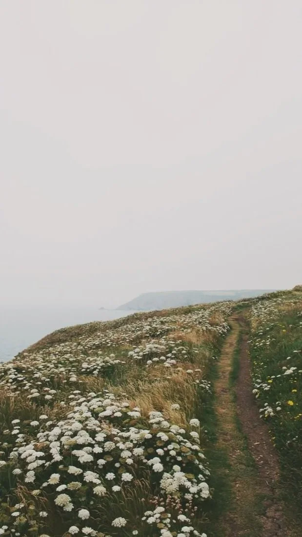 A dirt path winds along a hillside covered in white wildflowers, with a distant coastline and foggy sky in the background.
