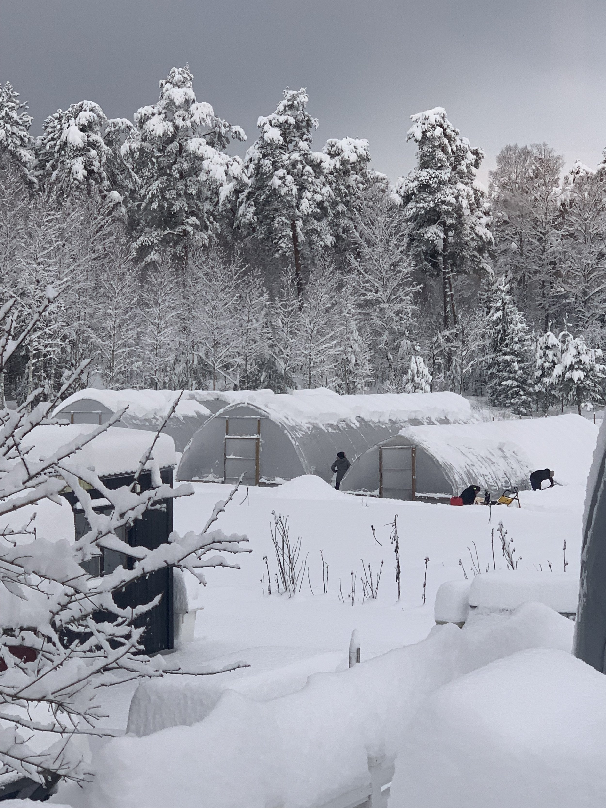 Krönika: En småskalig grönsaksodlares tankegångar – bra mat är inte för dyr.