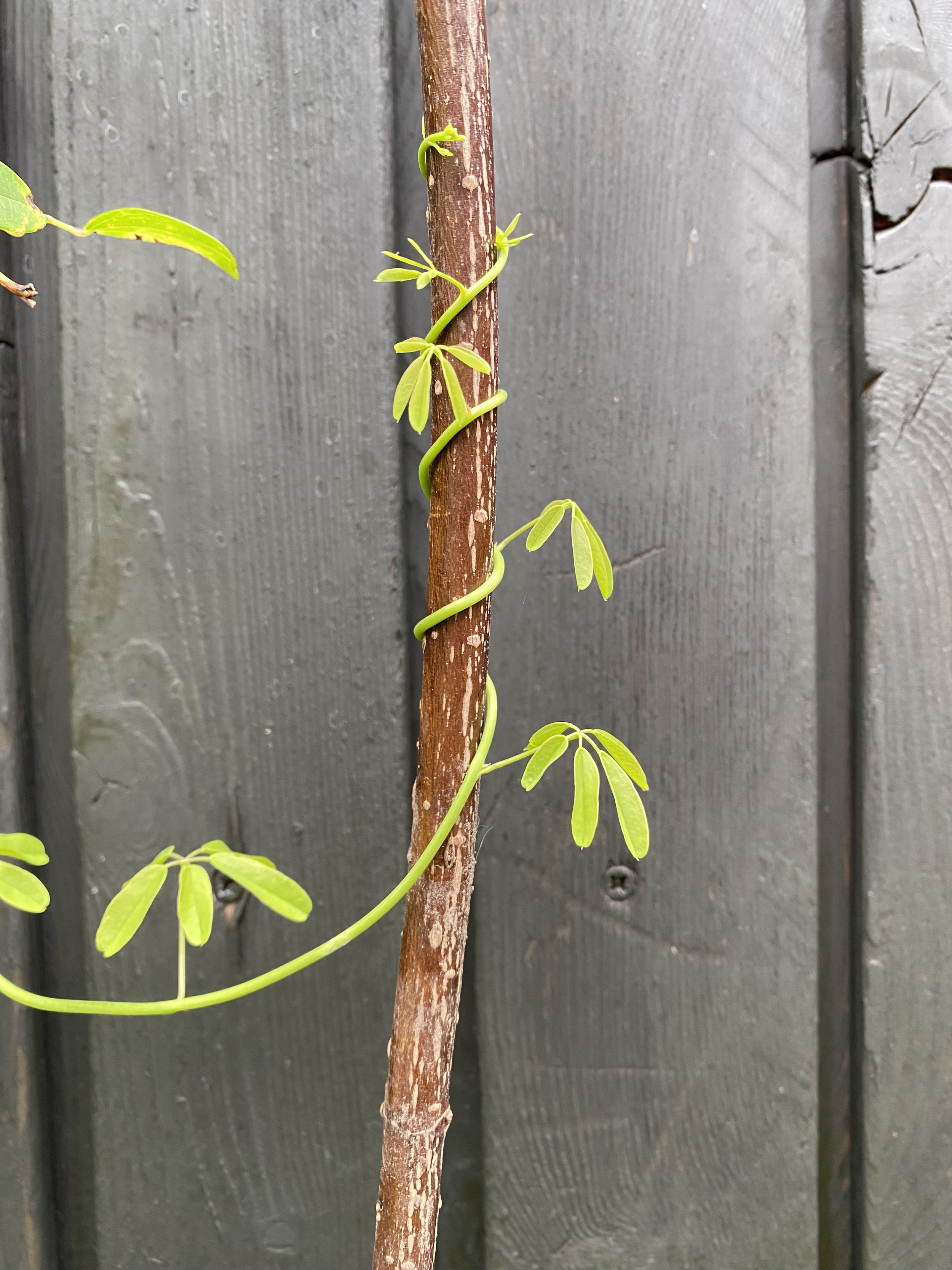 A slender brown plant stem with green, elongated, palmate leaves growing along it, set against a dark gray wooden fence background. This garden has been designed by Studio Kamio, who provide high quality garden design and planting design in London.