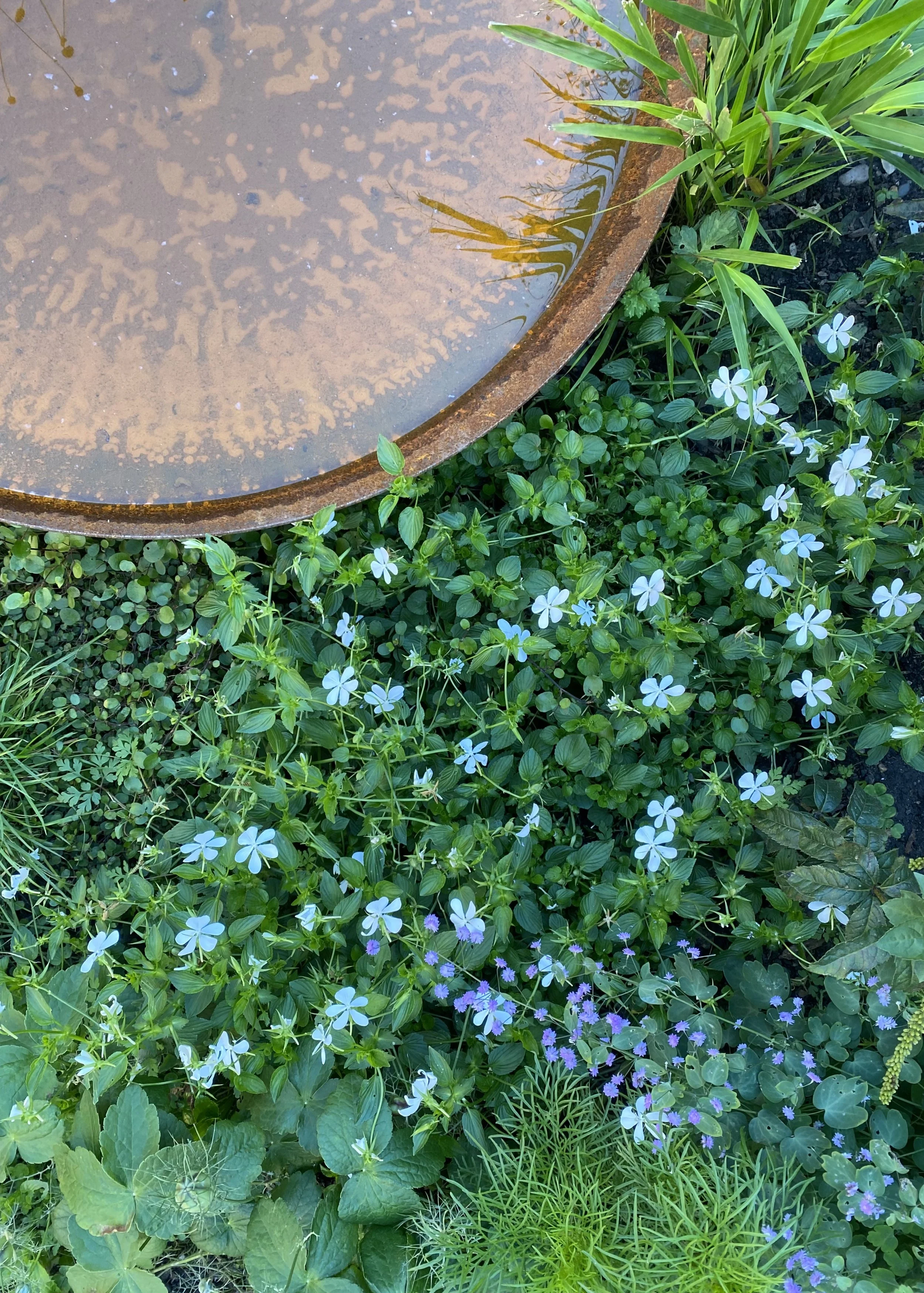 A close-up view of a garden with plants with foliage and flowers. The top of the image shows a corten steel water bowl. This garden has been designed by Studio Kamio, who provide high quality garden design and planting design in London.