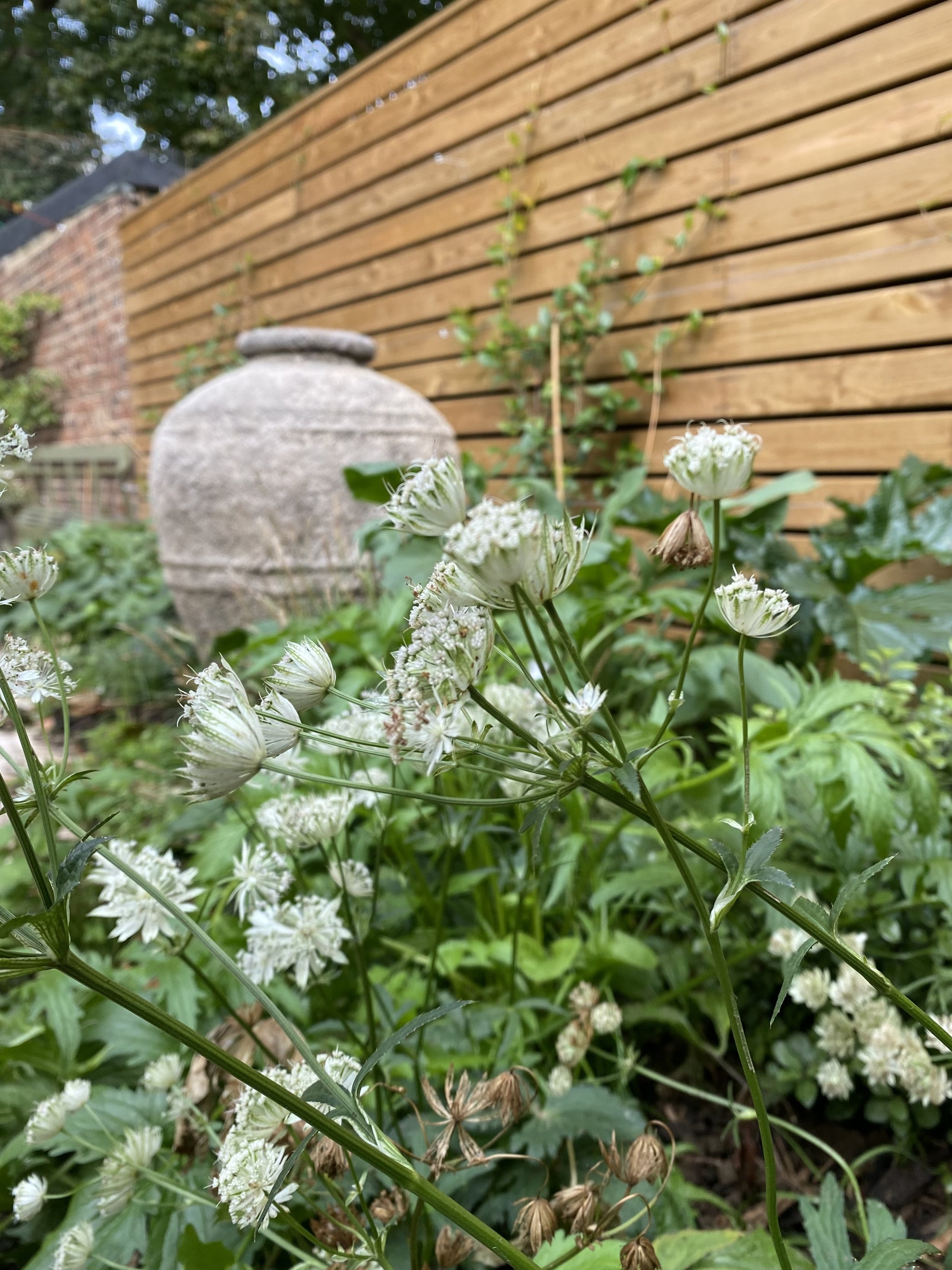 A garden scene with white flowers and green foliage in the foreground, a stone garden urn, and a slatted fence in the background. This garden has been designed by Studio Kamio, who provide high quality garden design and planting design in London.