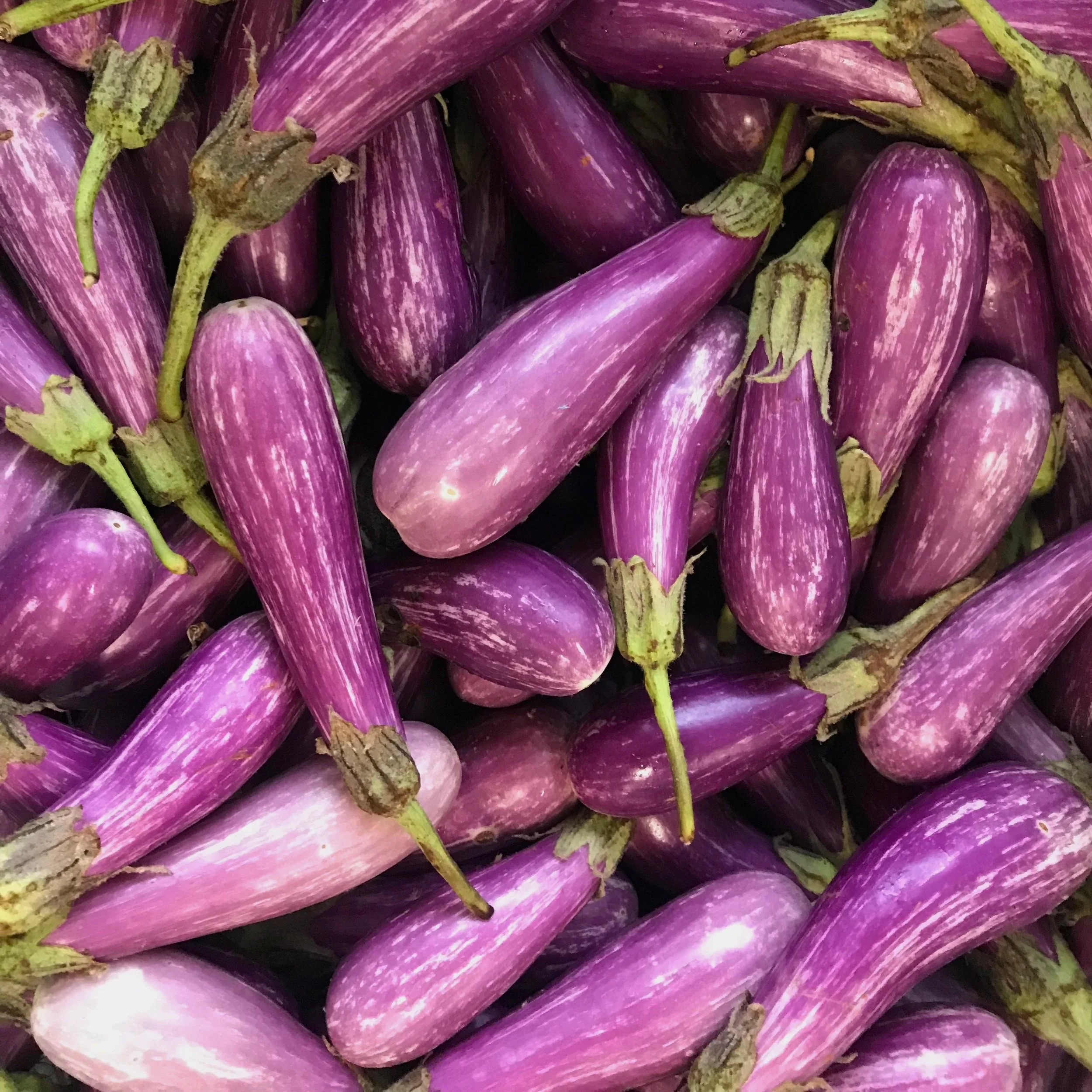 Fairytale Eggplant