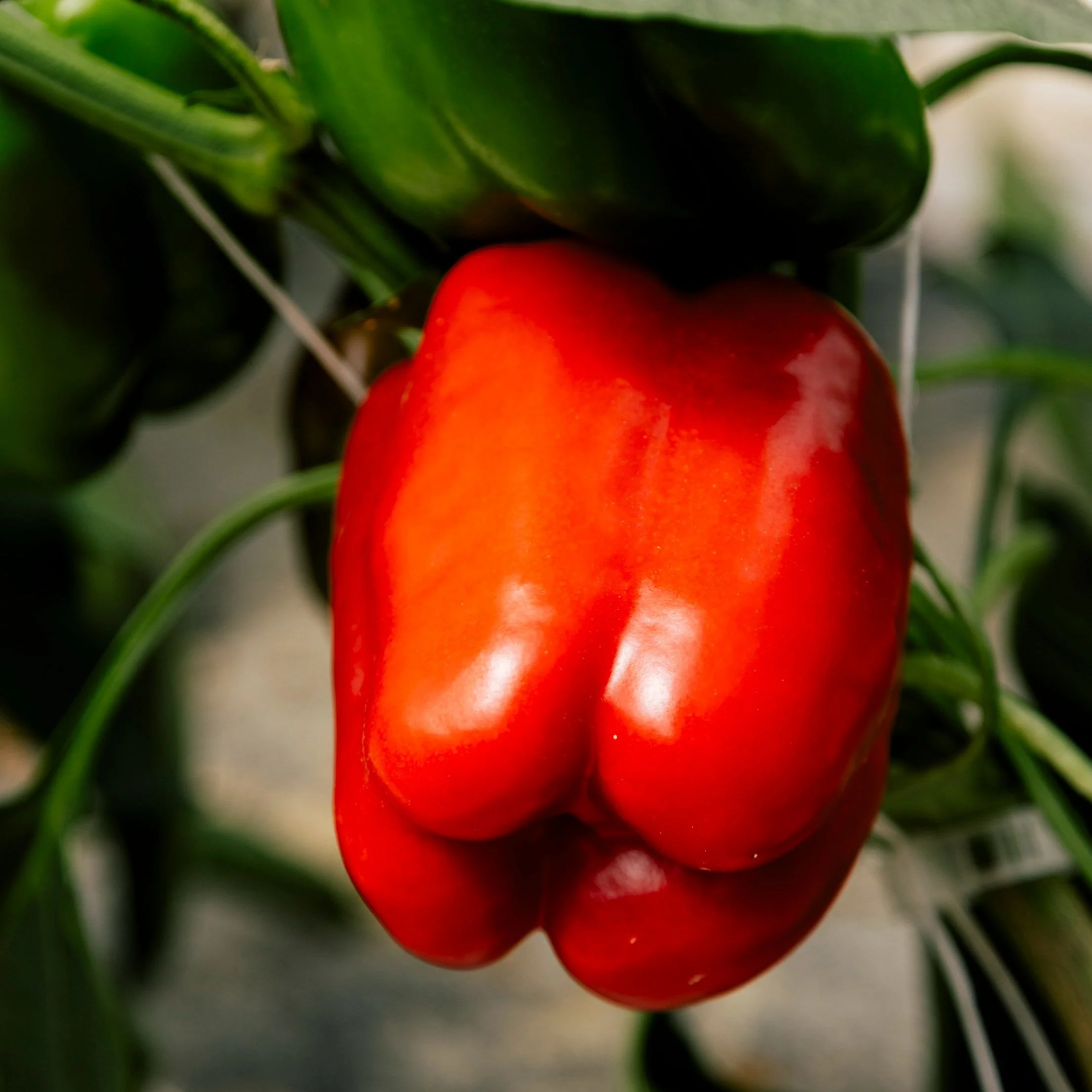 Bell Peppers