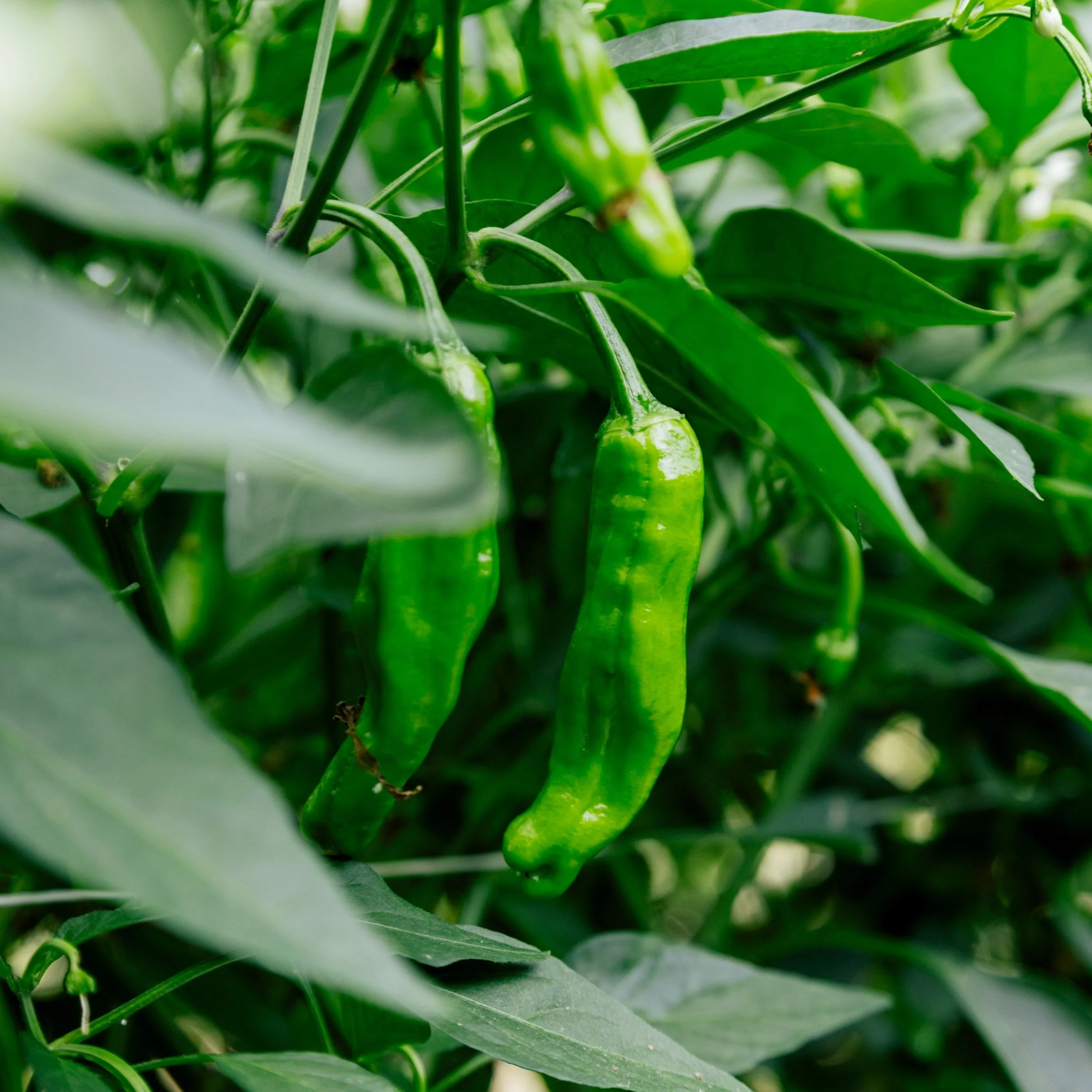 Shishito Peppers