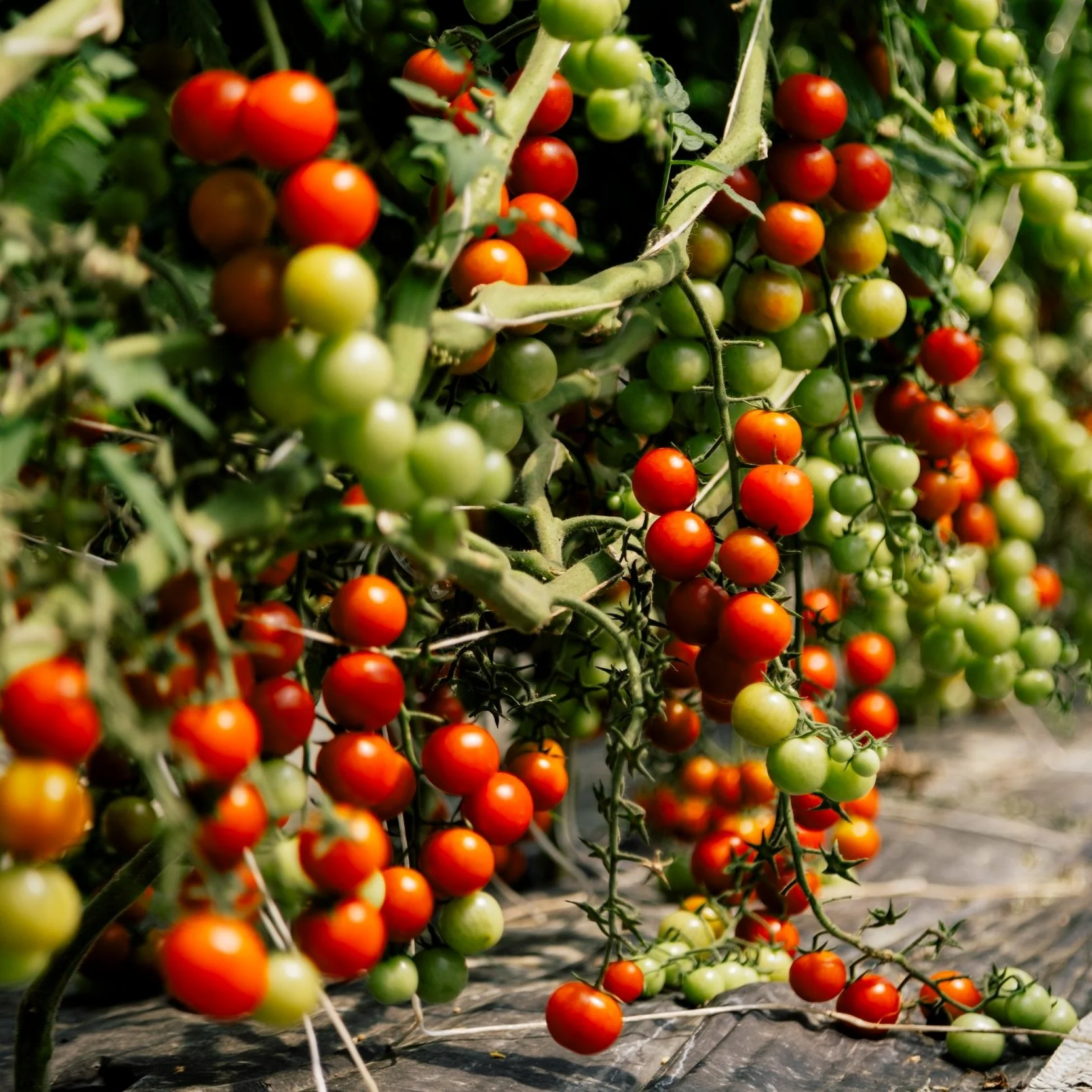 Cherry Tomatoes