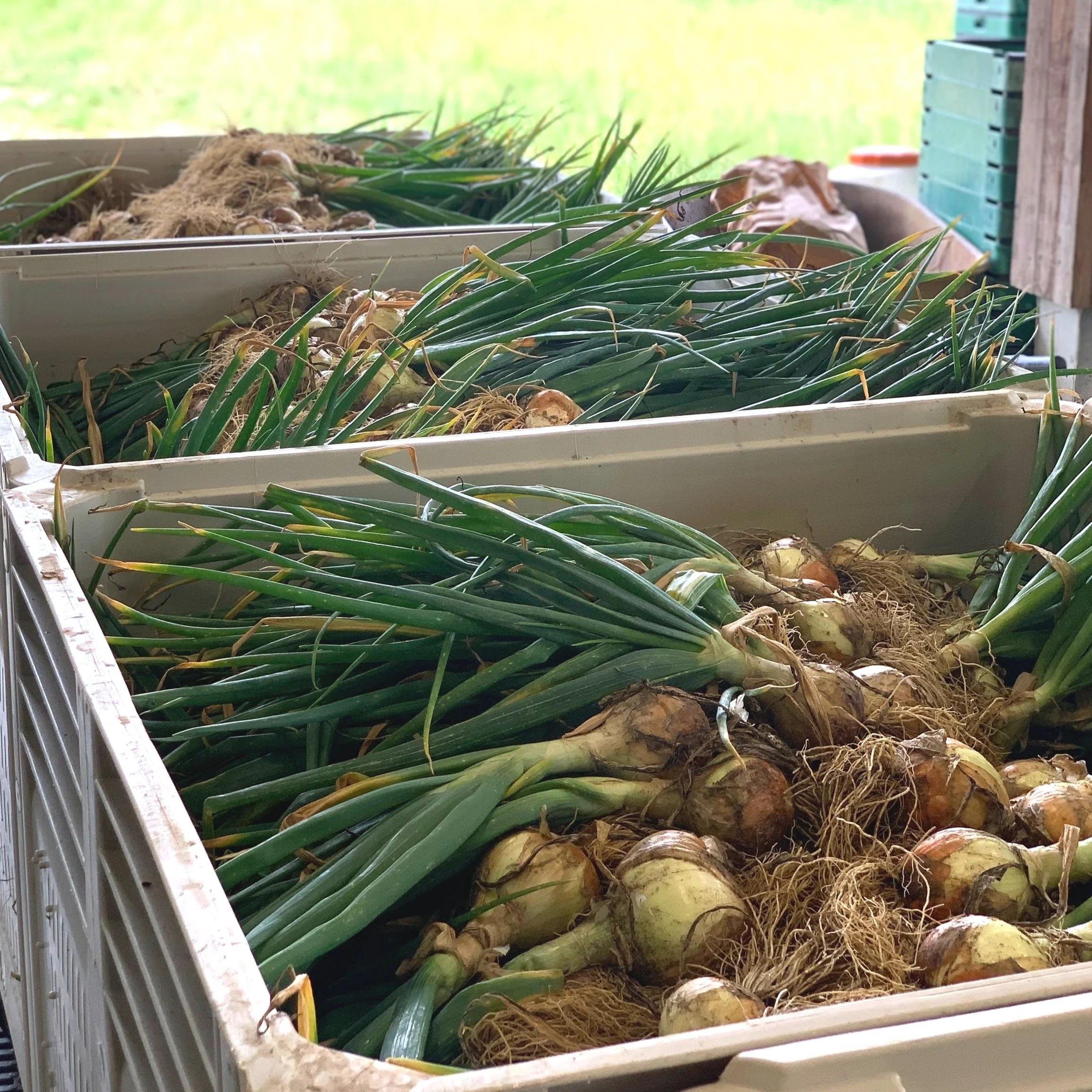 Onions
