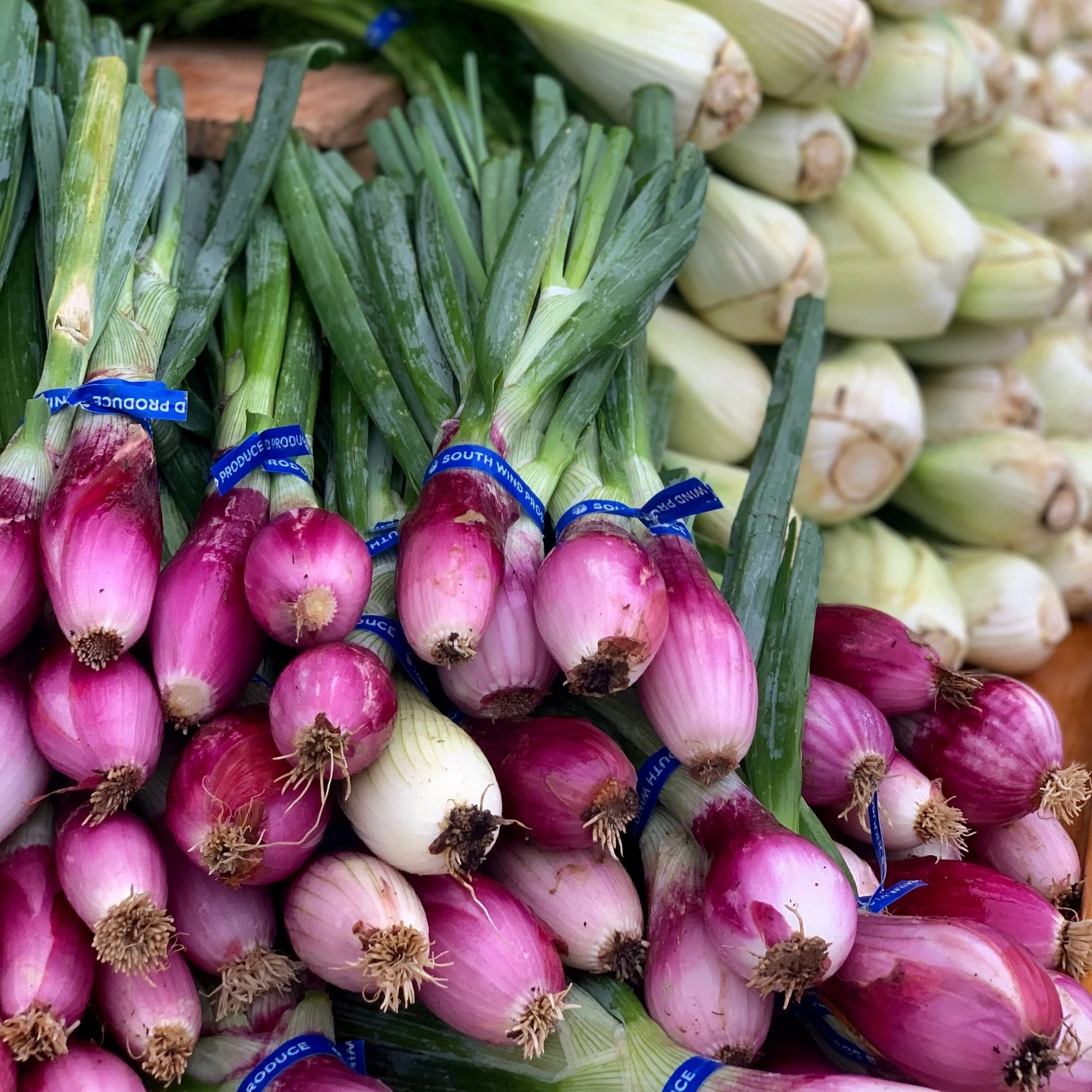 Tropea Onions