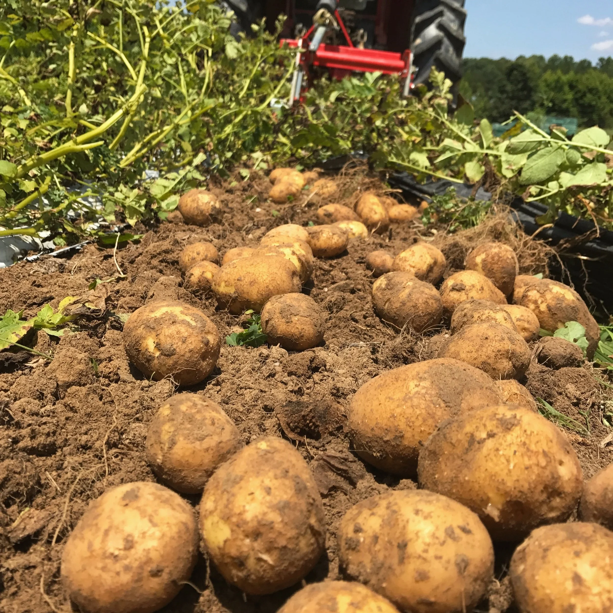 Potatoes