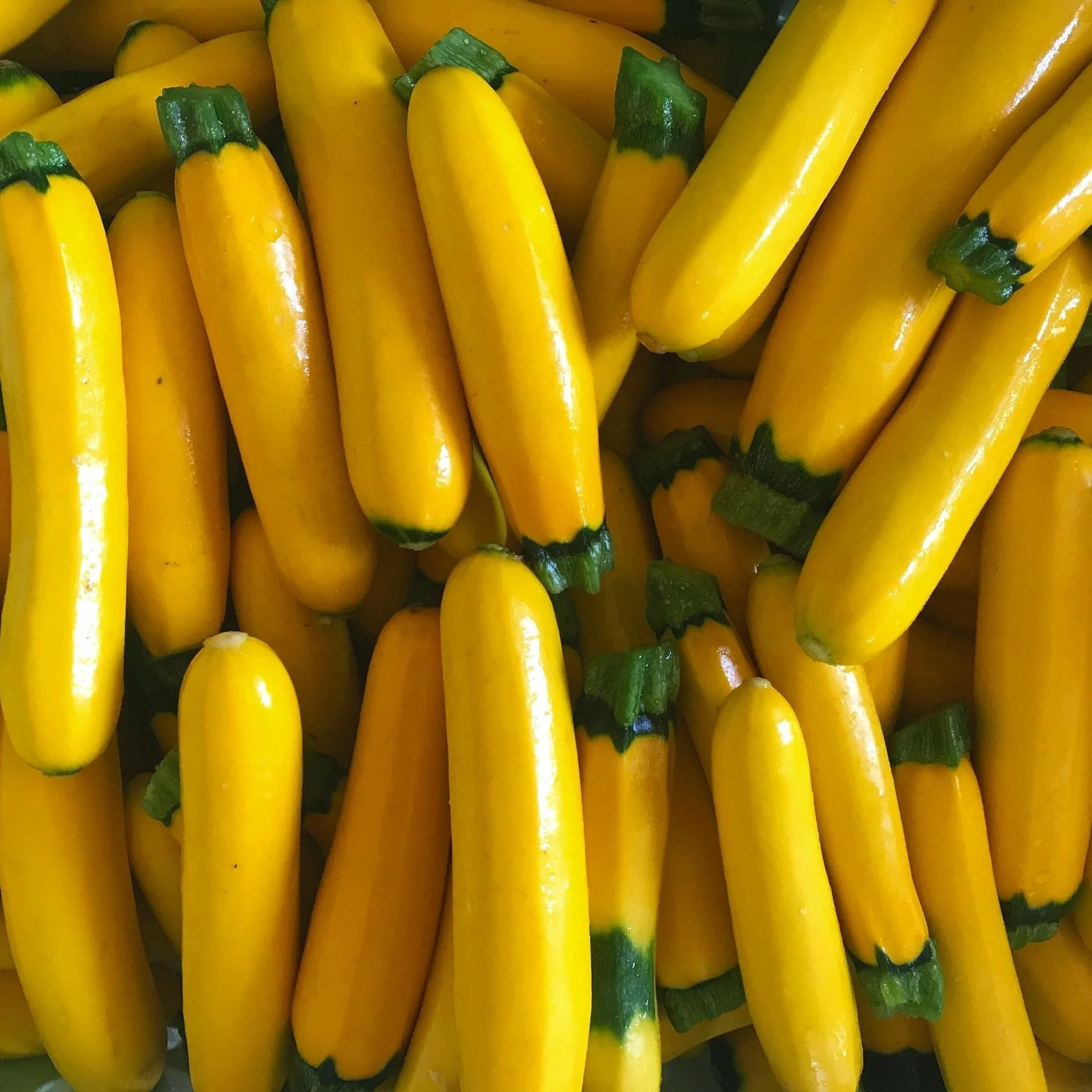 Zucchini