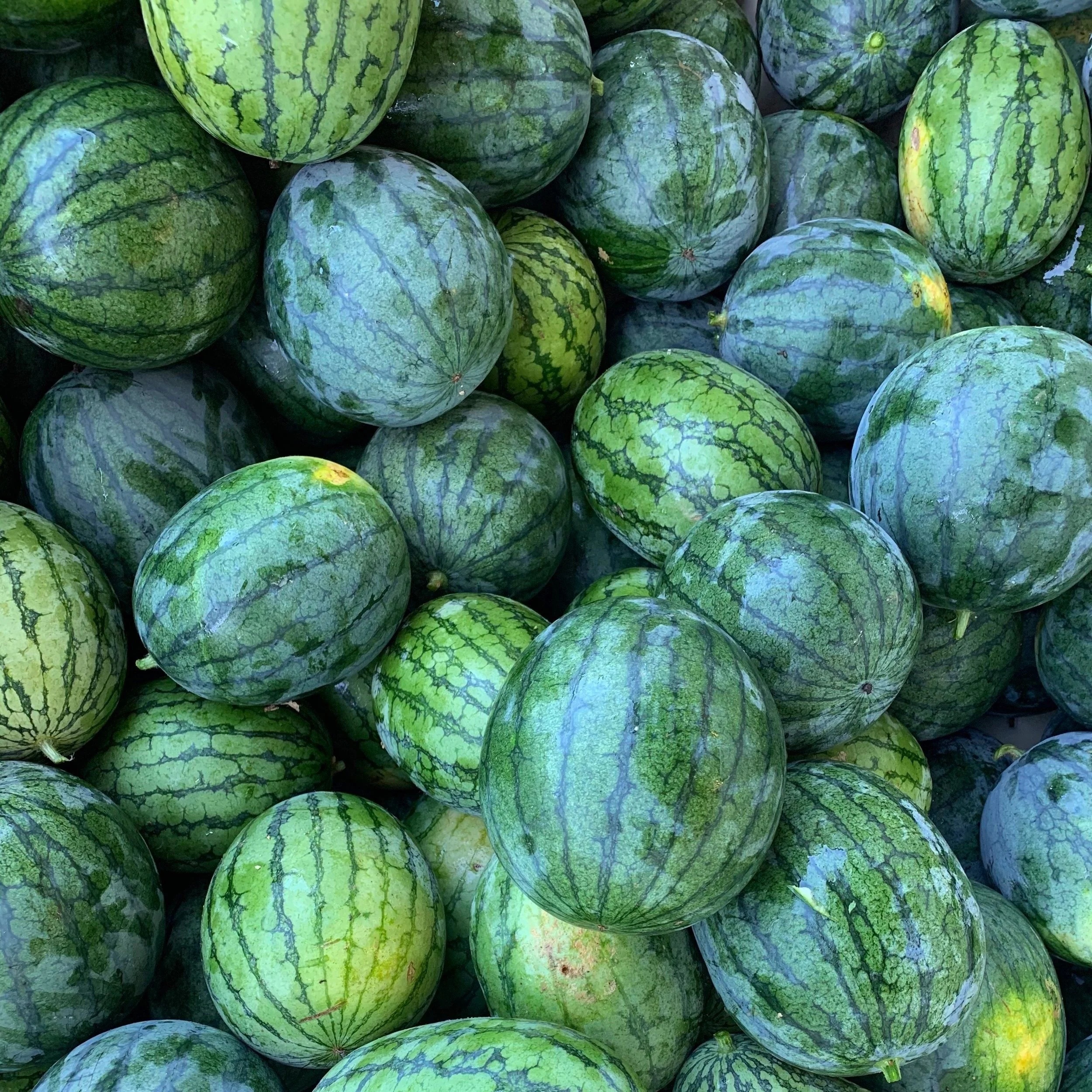 Watermelon