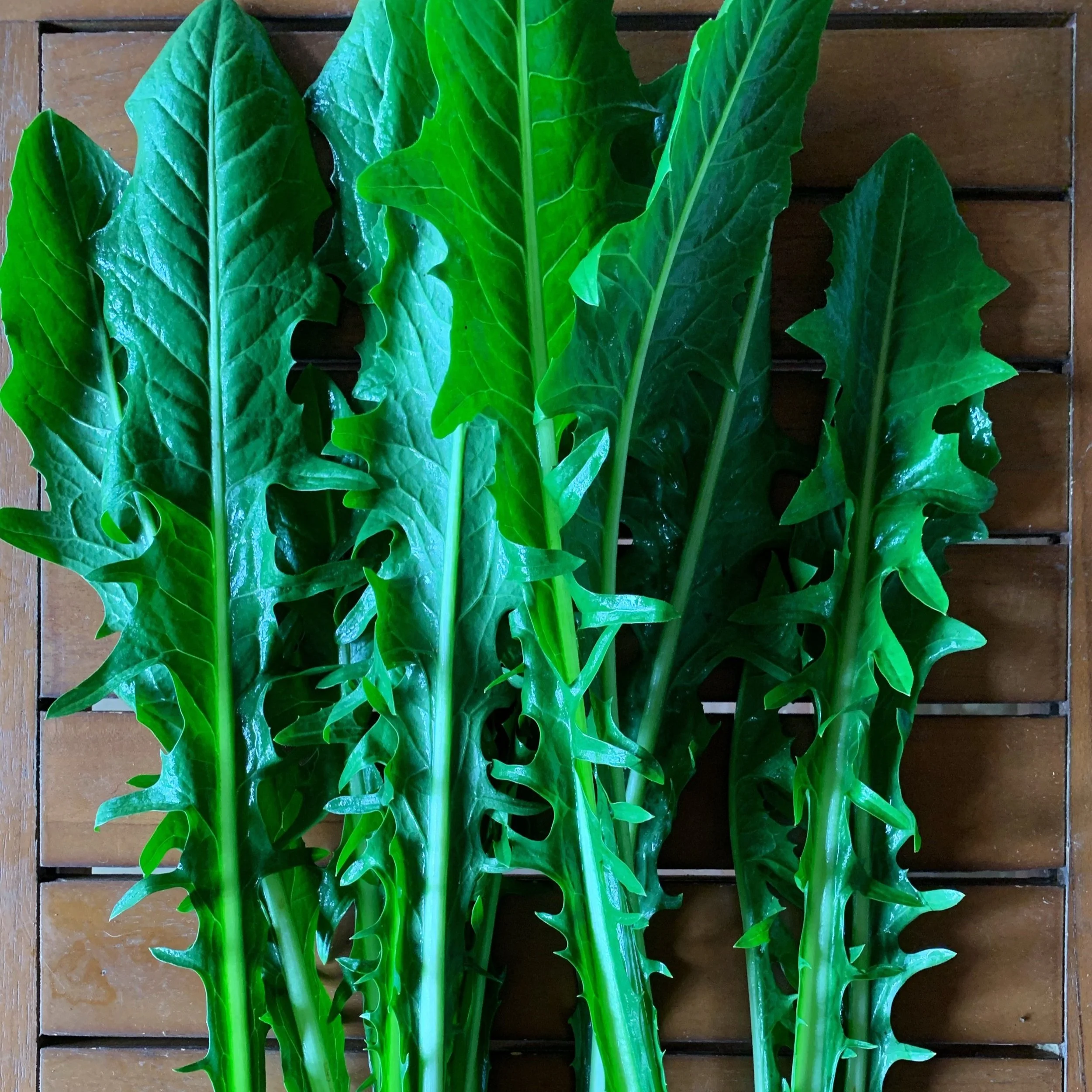 Dandelion Greens
