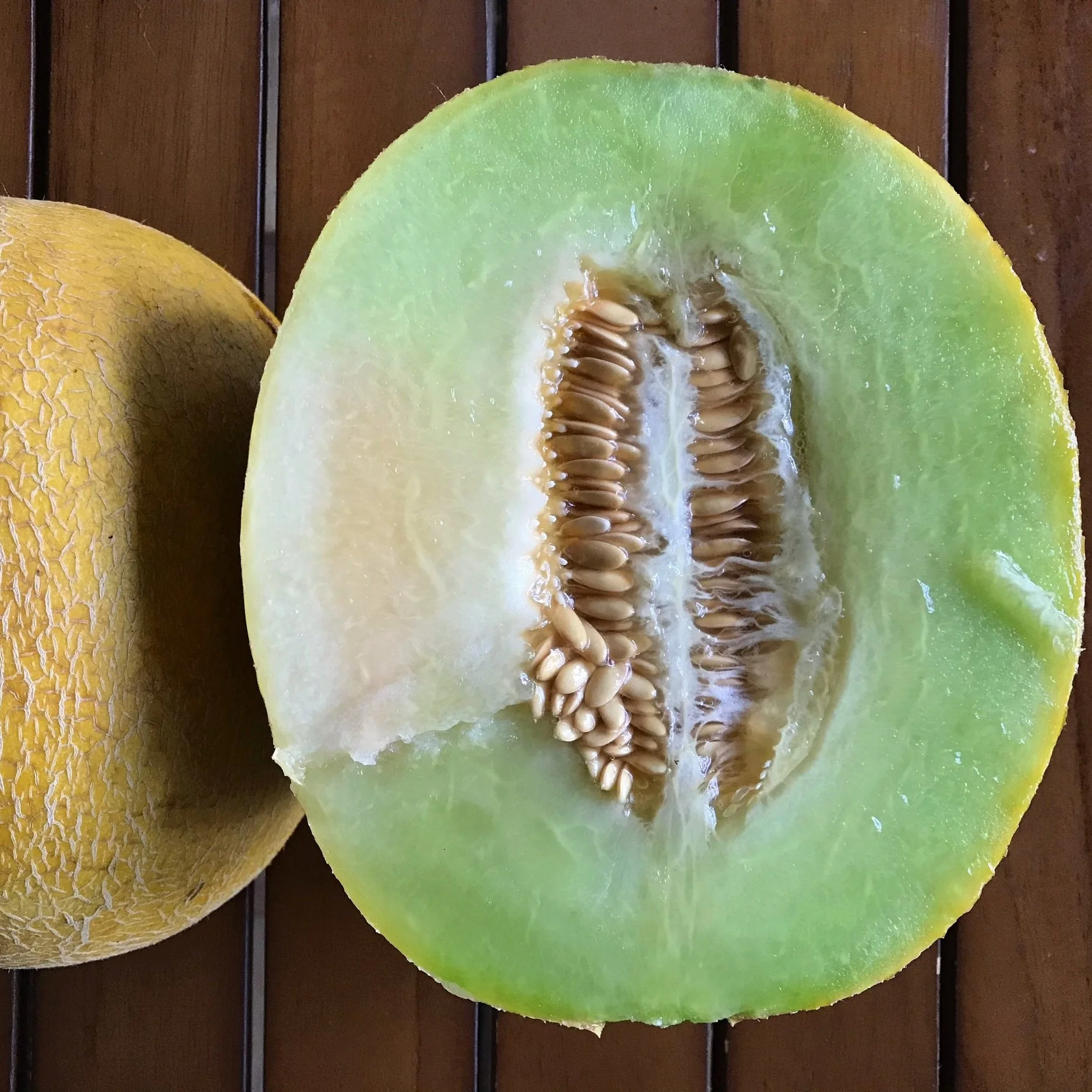 Galia Melon