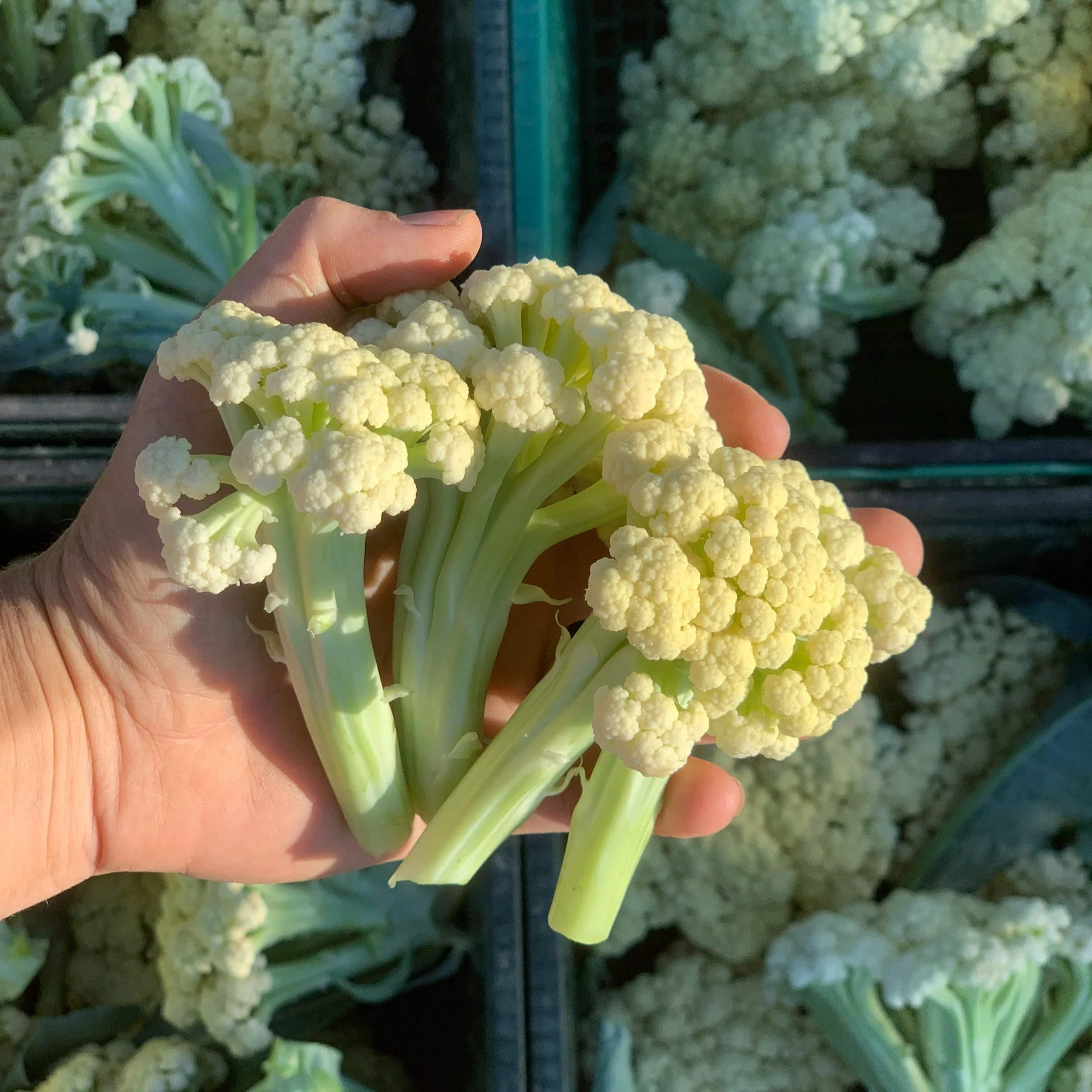 Cauliflower