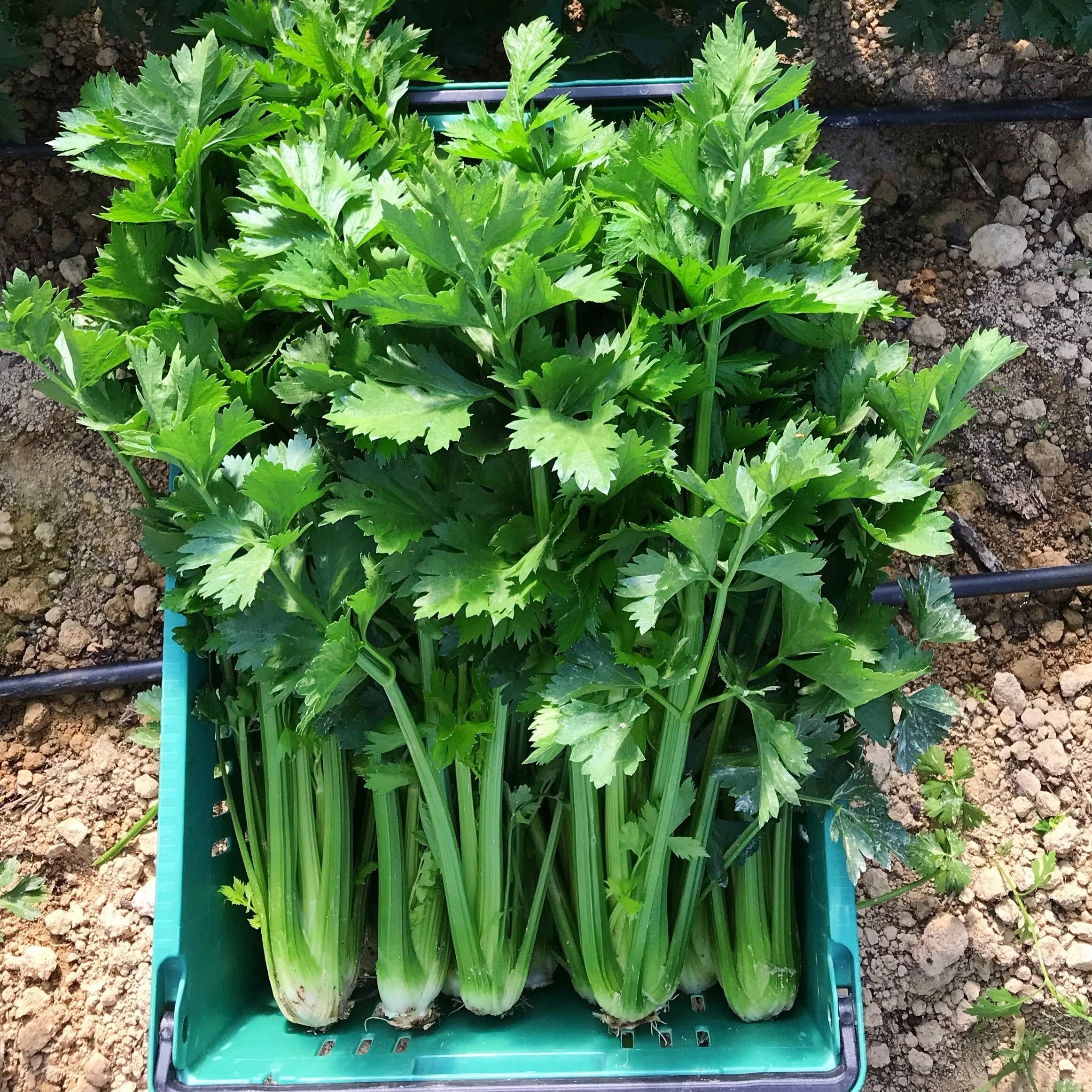 Celery