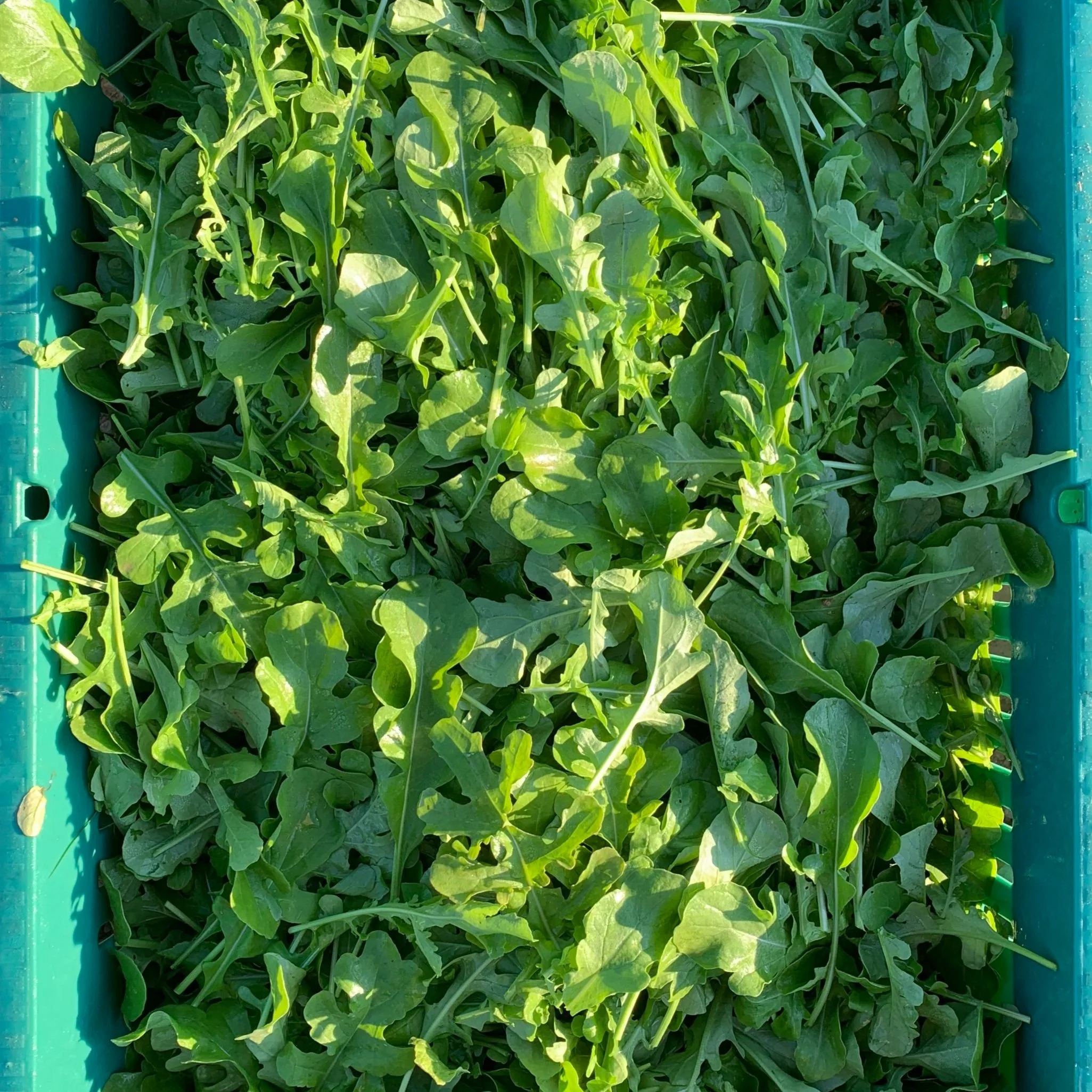 Arugula