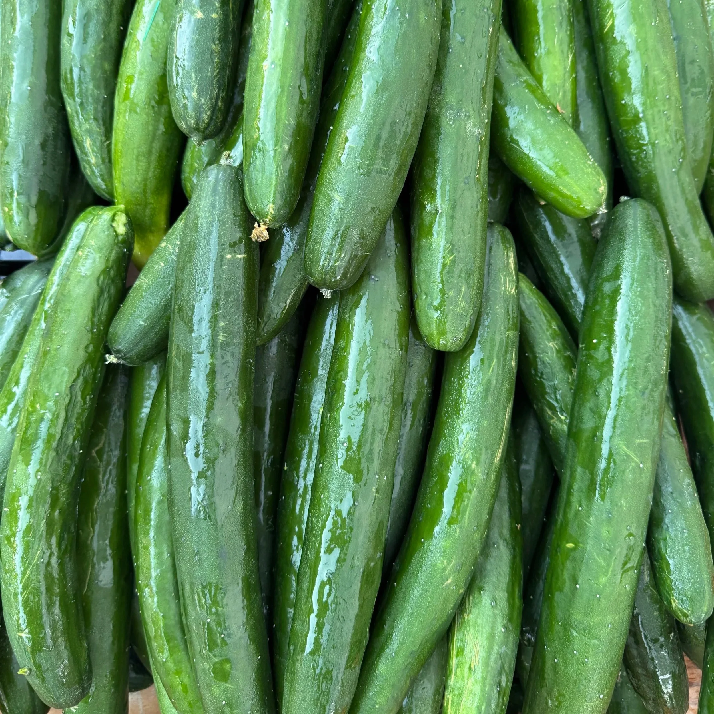 Sashimi Cucumbers