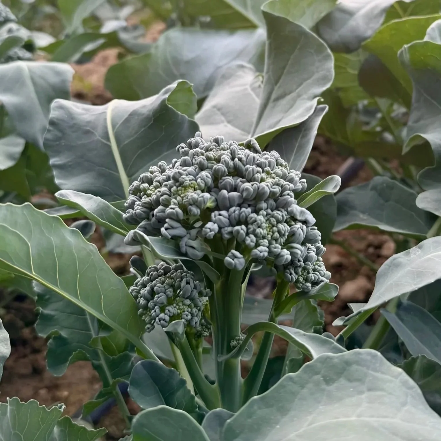 Broccolini