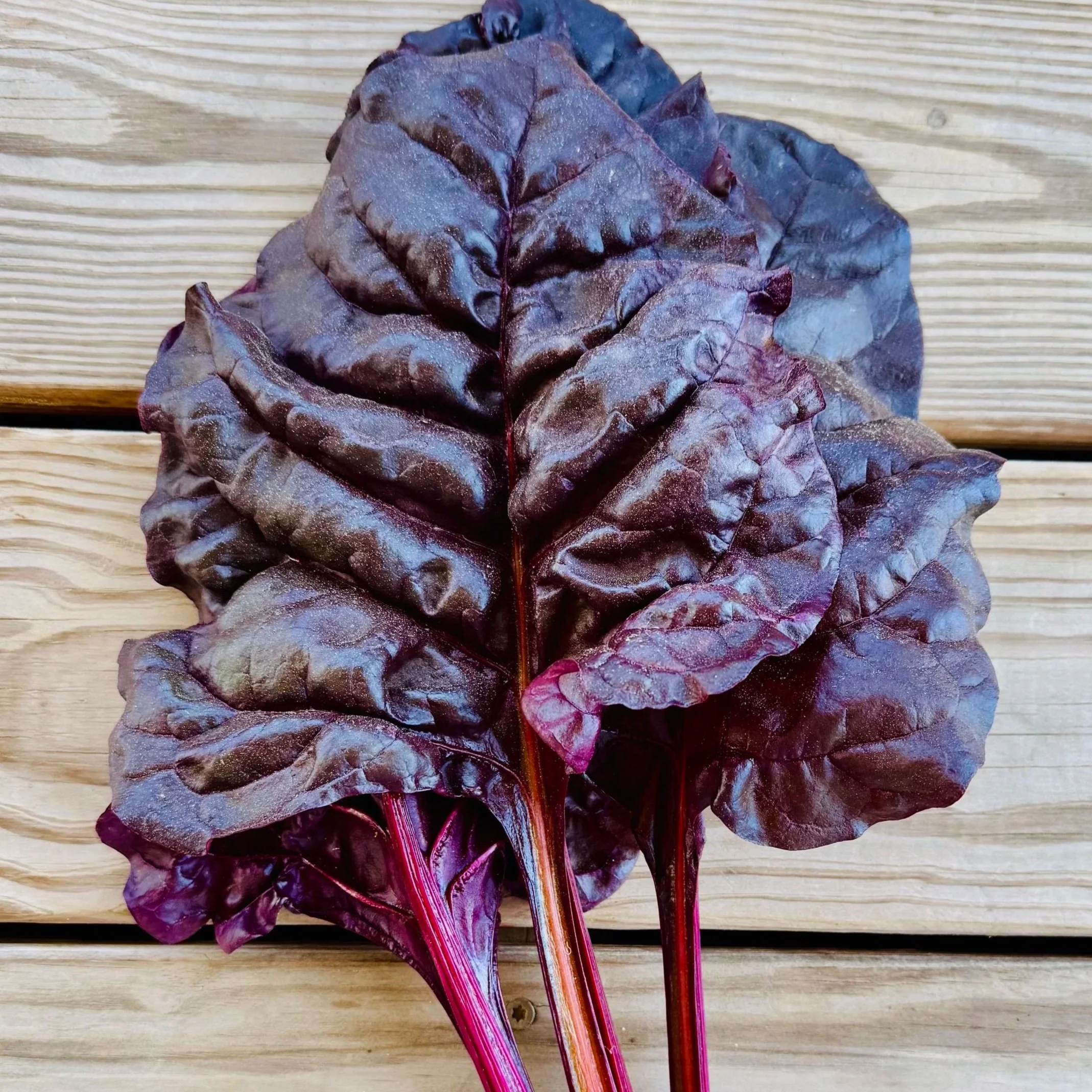 Midnight Swiss Chard