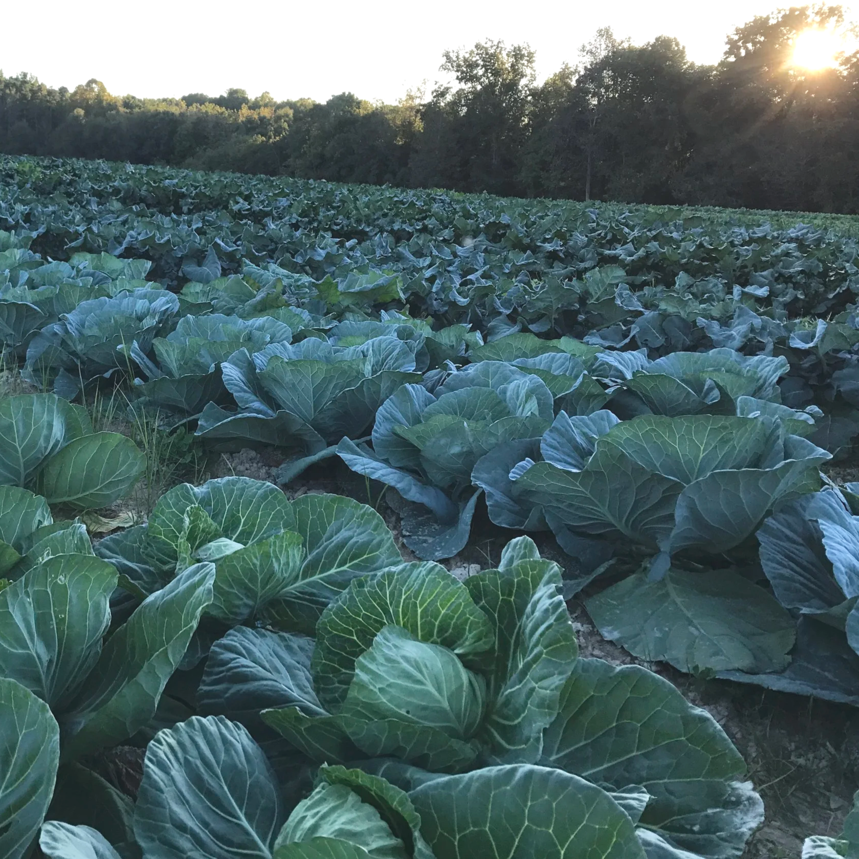 Cabbage