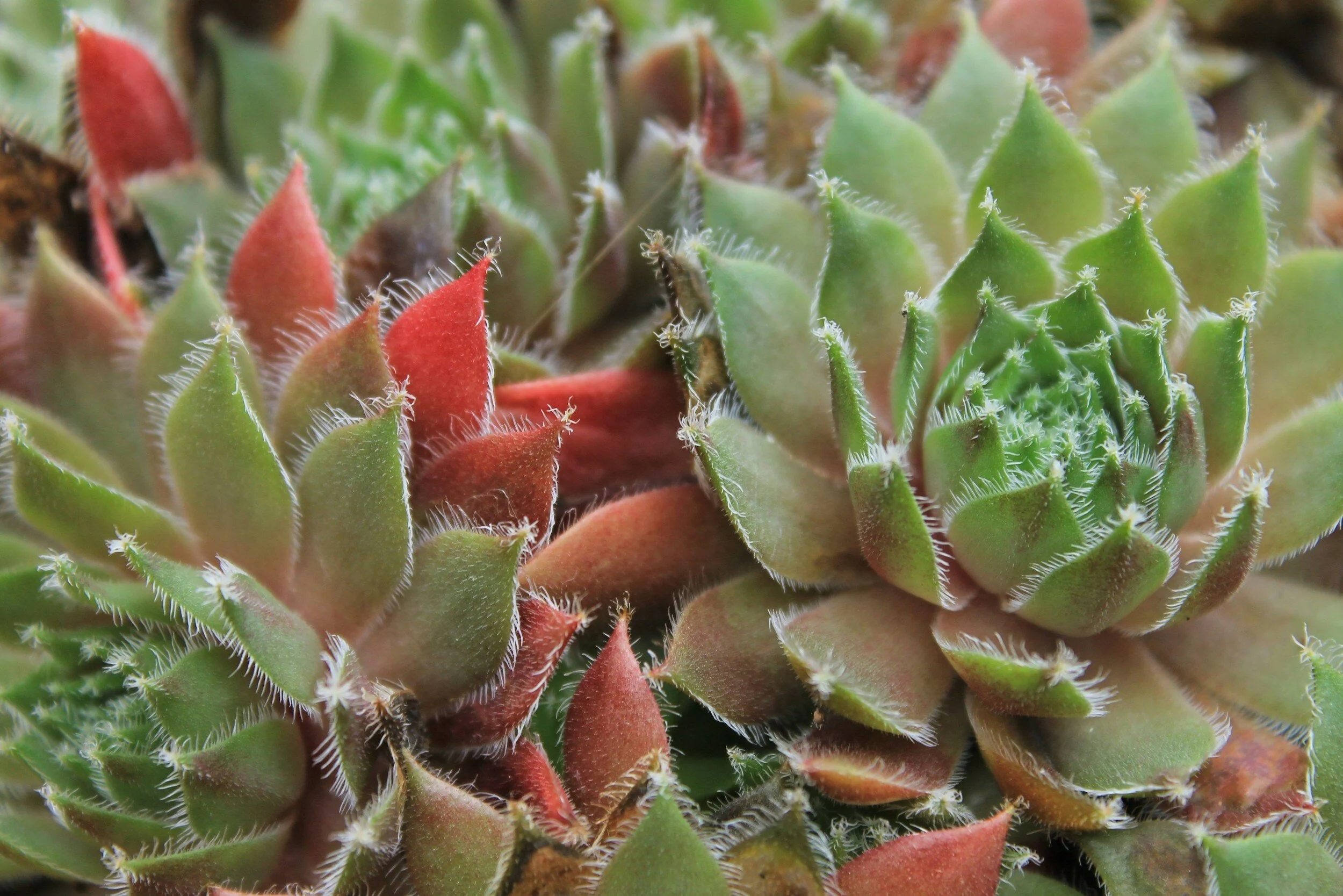 Close-up of succulent plants with green, red, and fuzzy leaves arranged in rosette patterns.