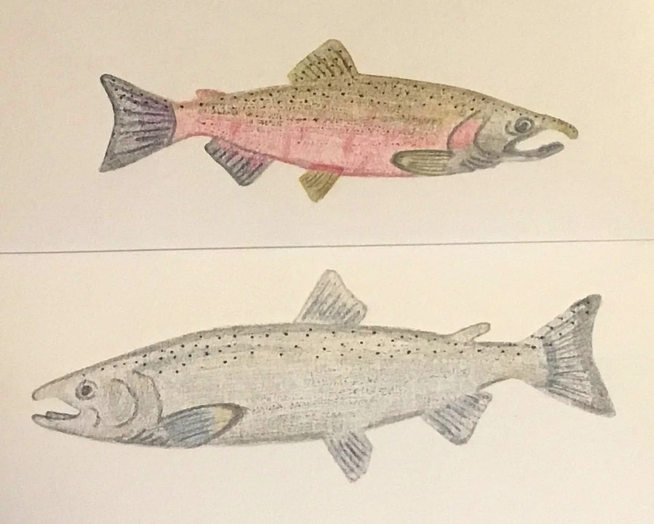 Coho Salmon Print.jpg