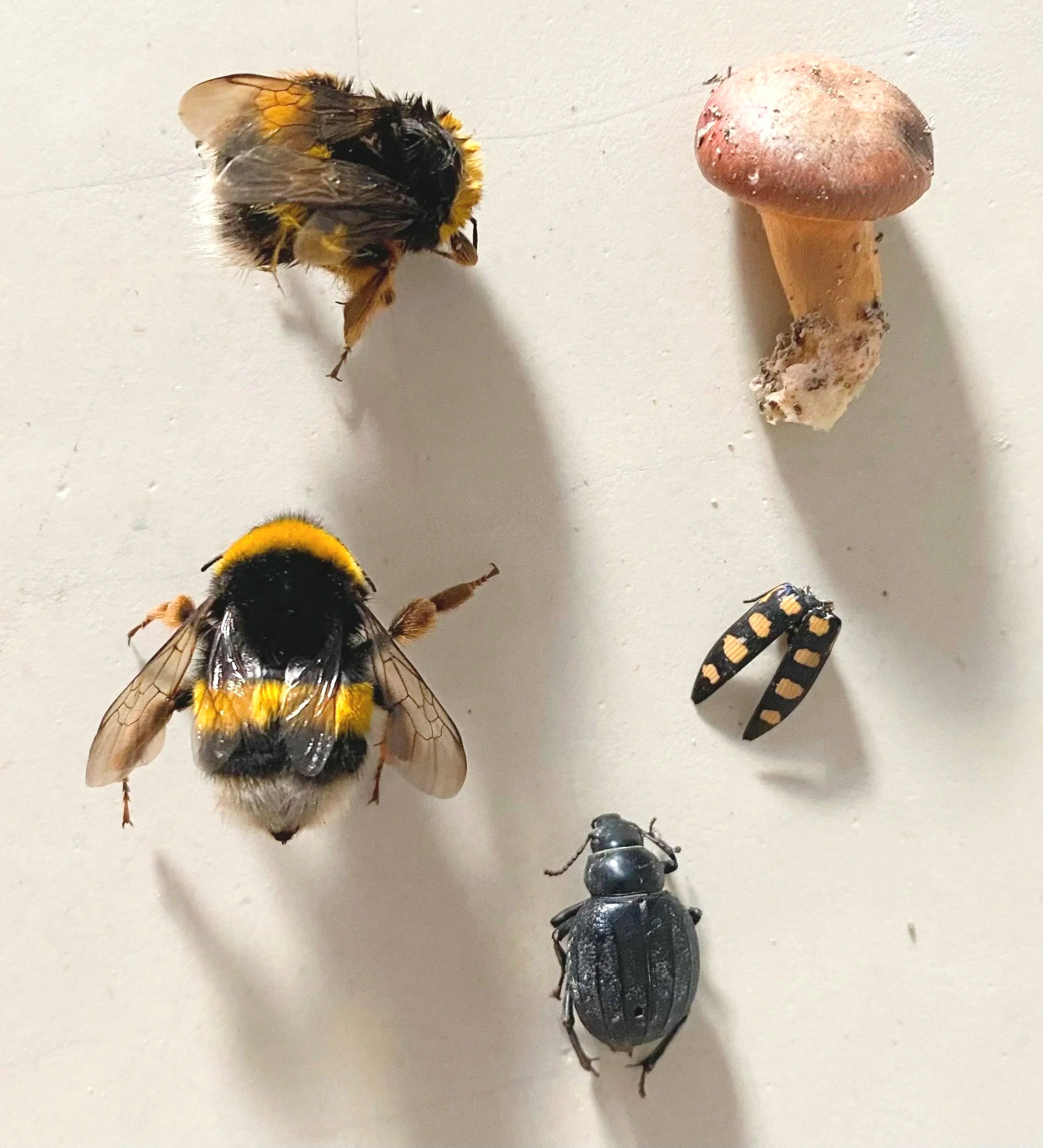 Two bumble bees, one black beetle, one black and yellow beetle wing and one small mushroom