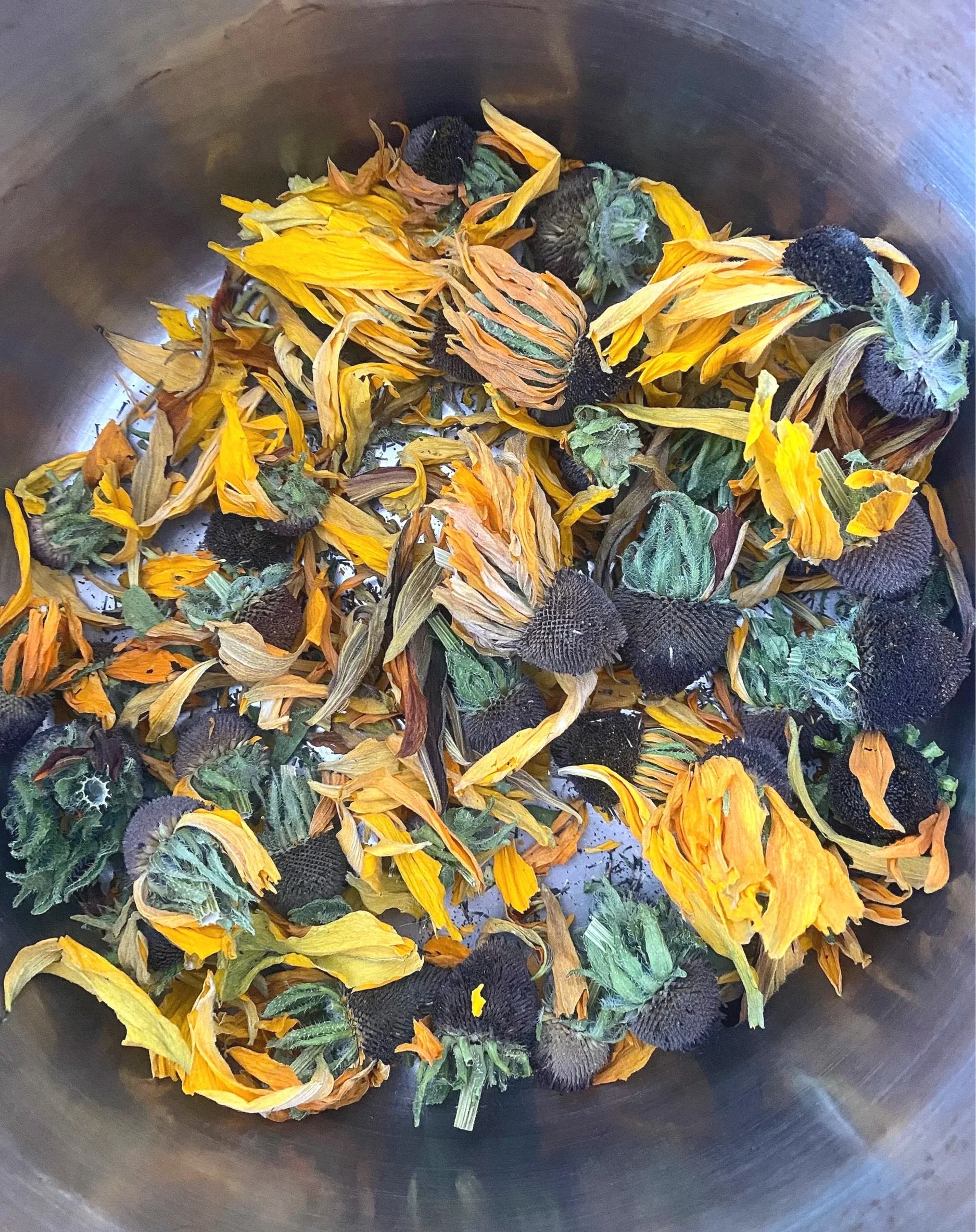 Rudbeckia Pot.jpg