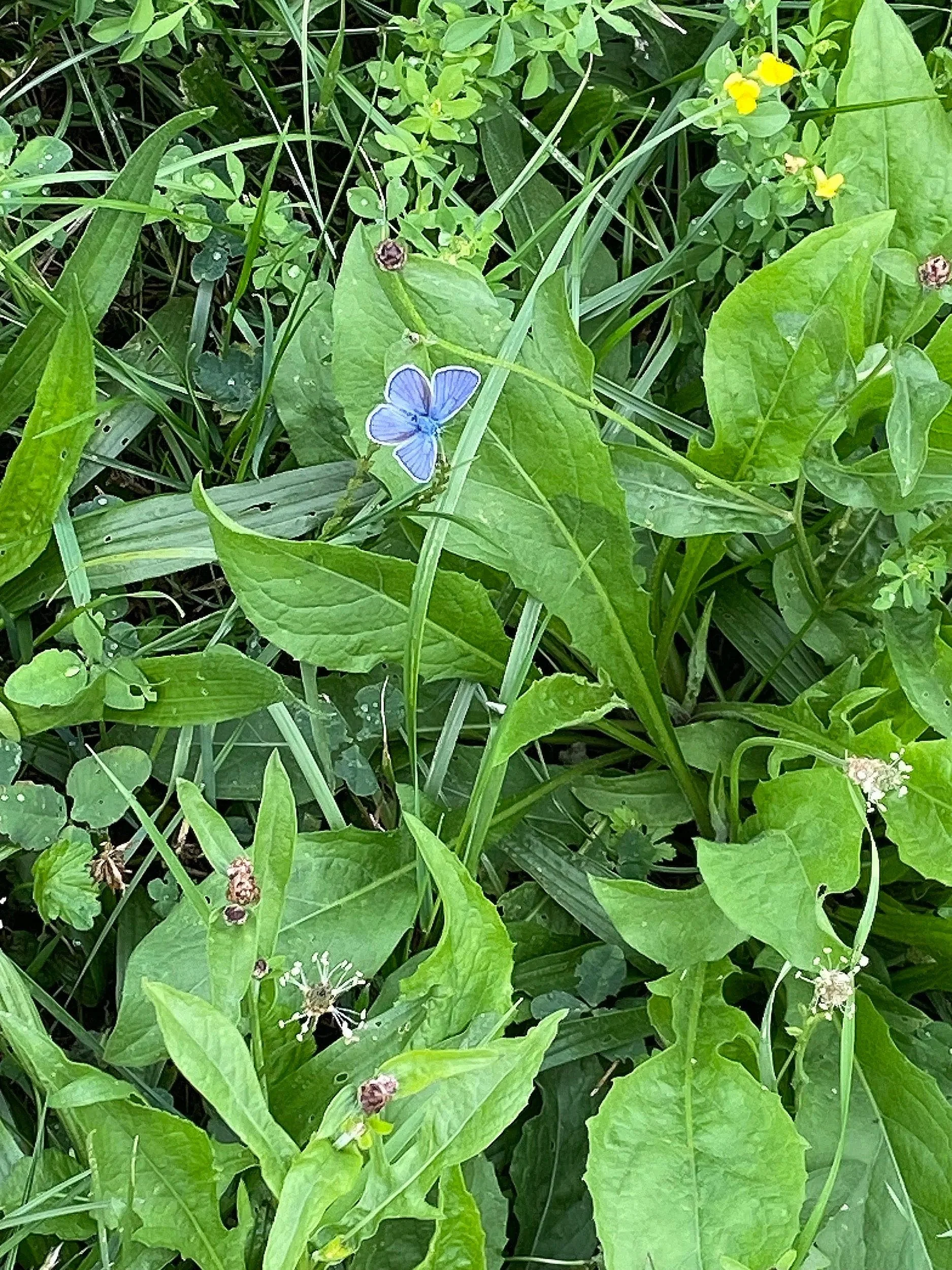 Blue+Moth.jpg