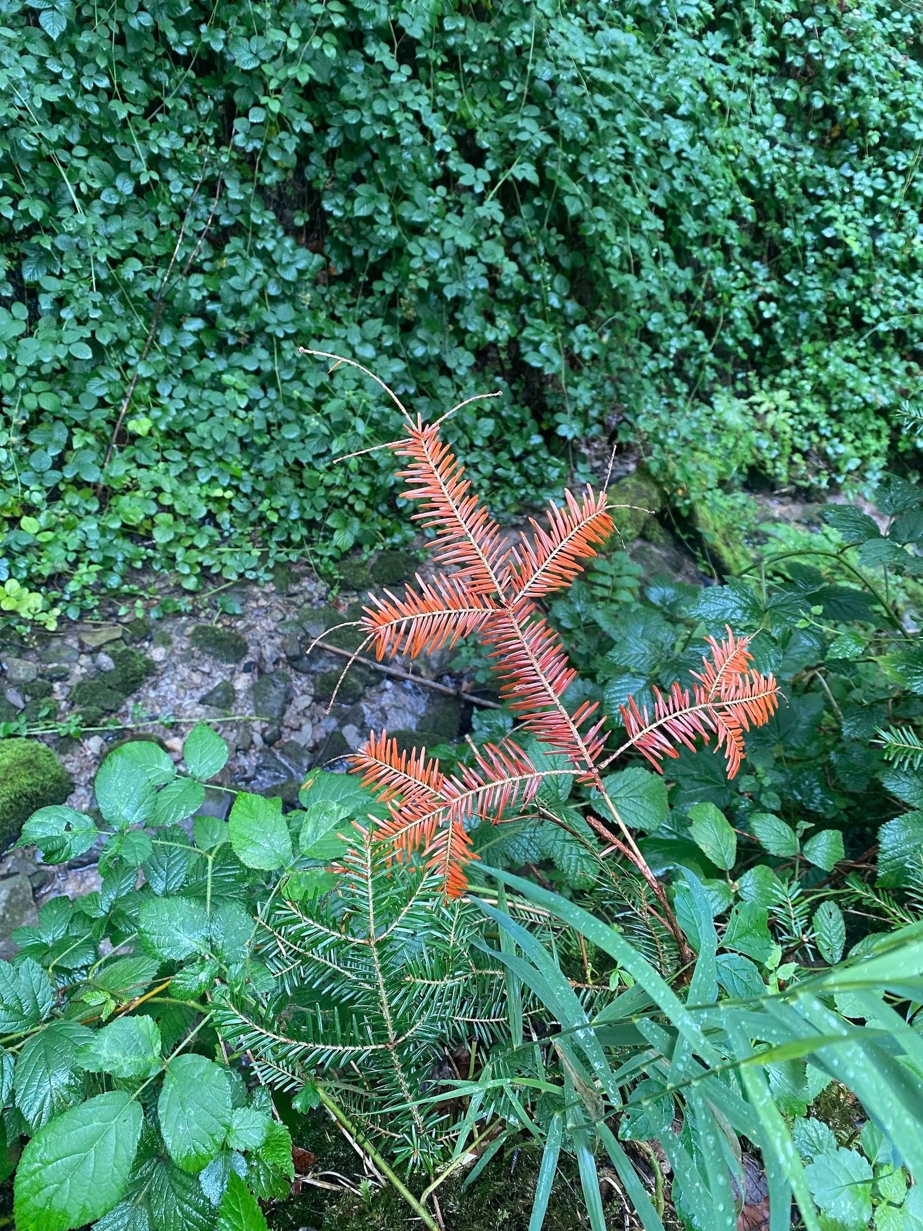 Red+in+green.jpg