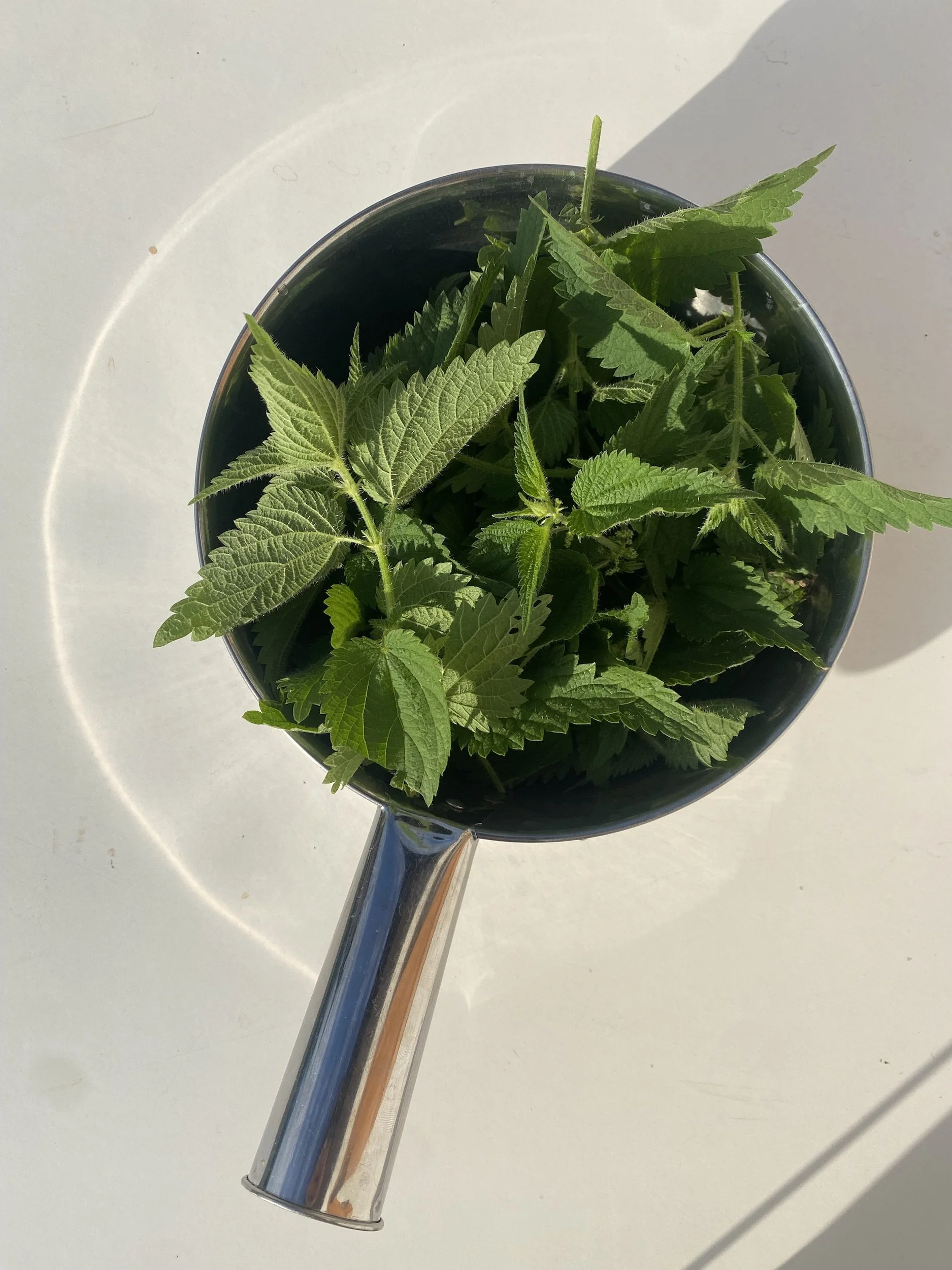 Brennessel Pot.jpeg