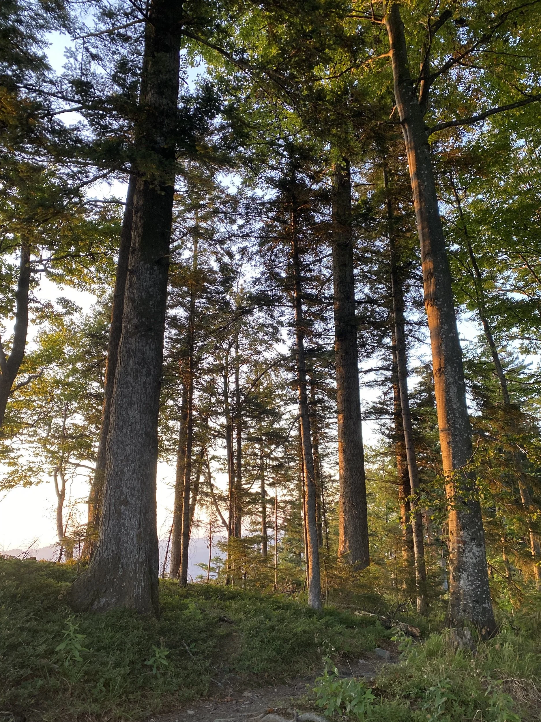Trees 02.jpeg