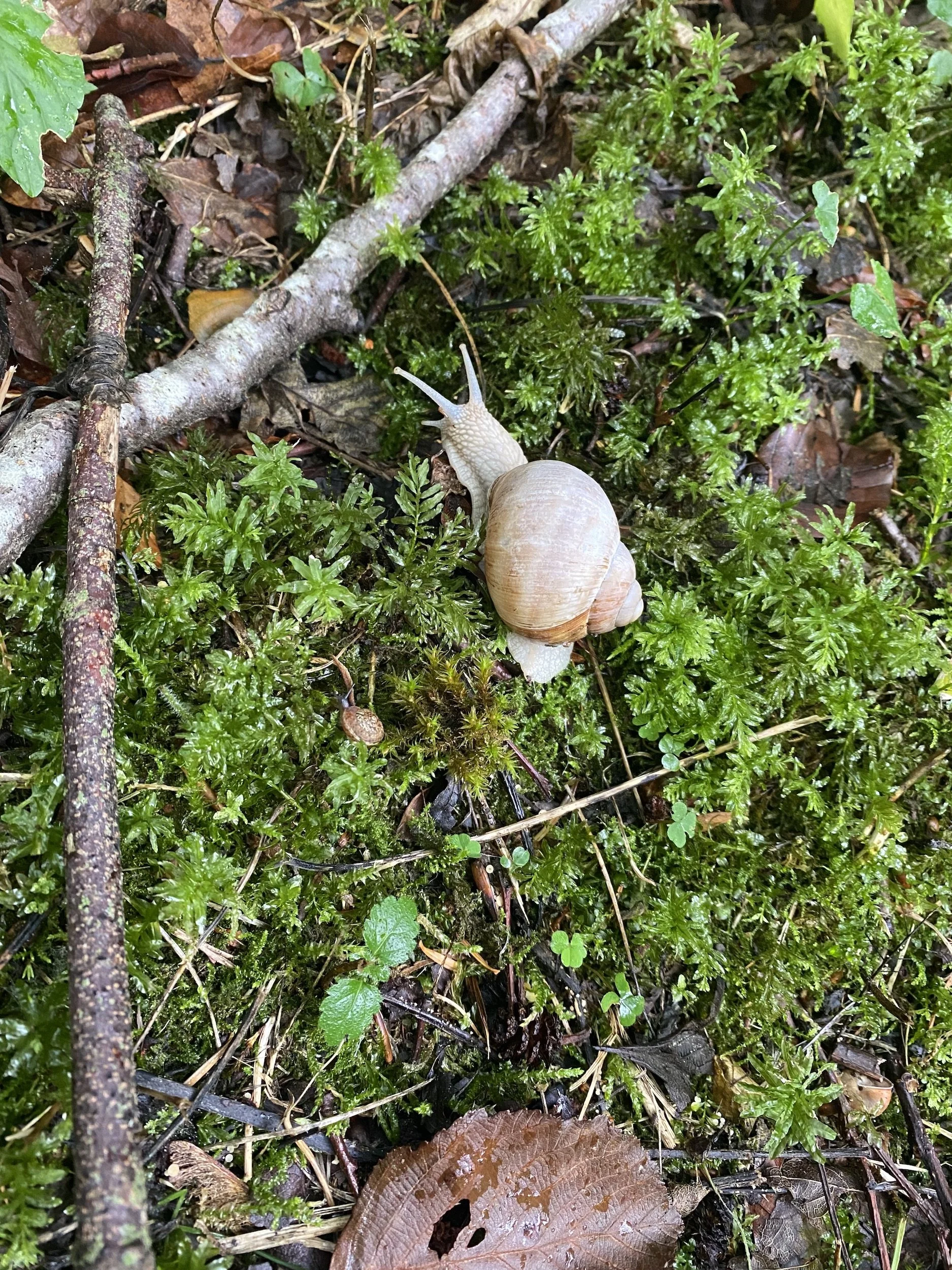 Snail.jpeg