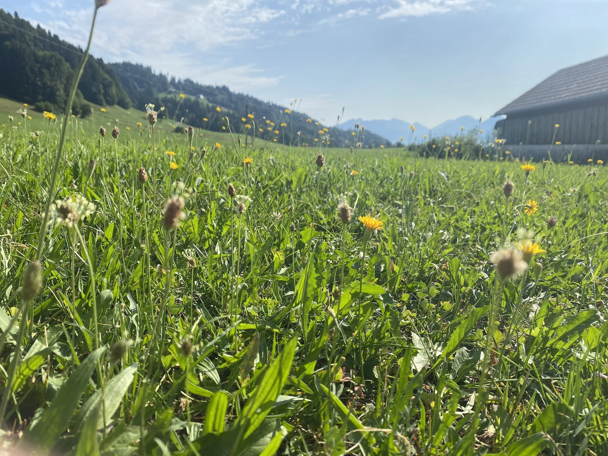 Field 01.jpeg