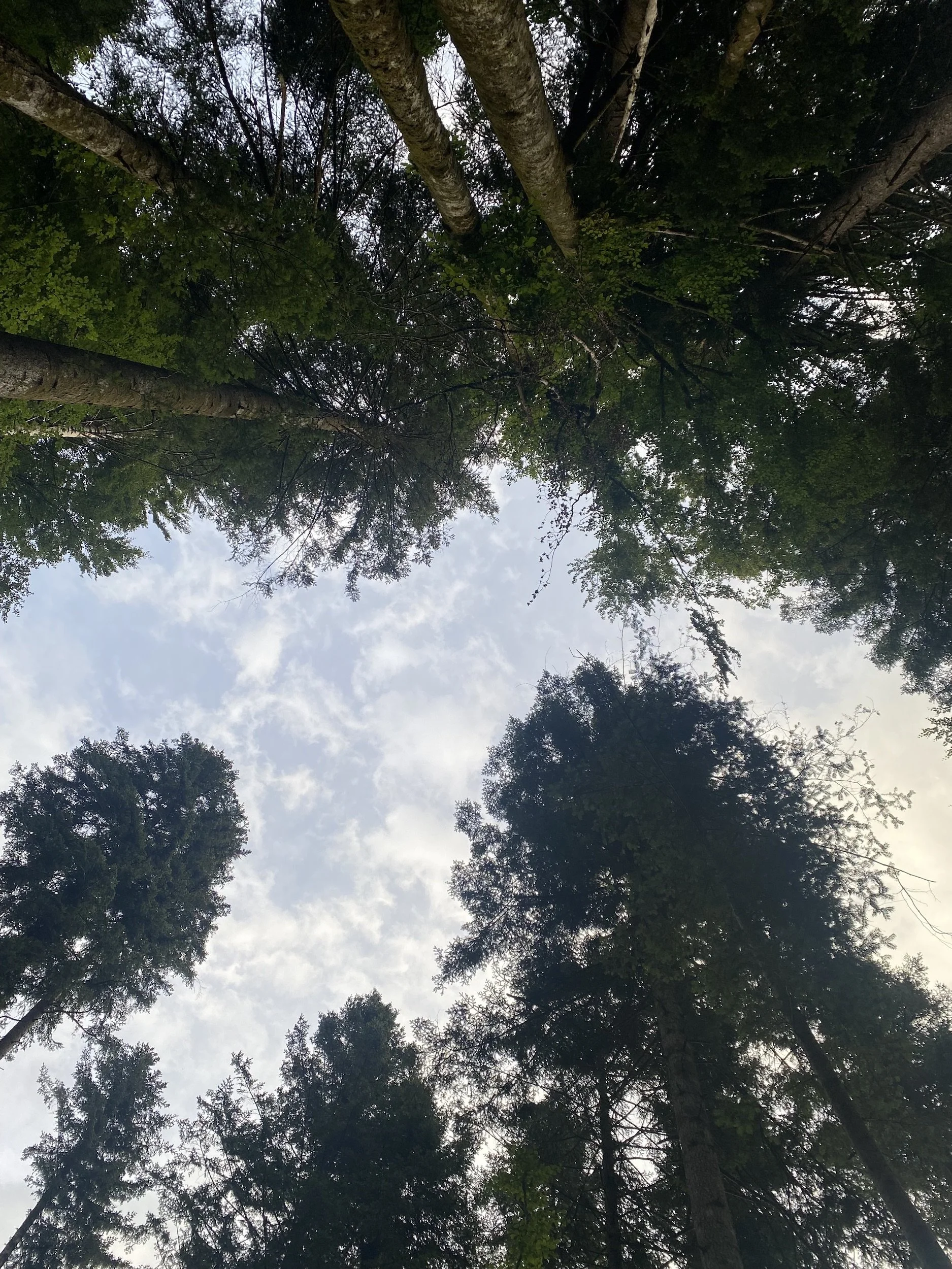 Trees 01.jpeg
