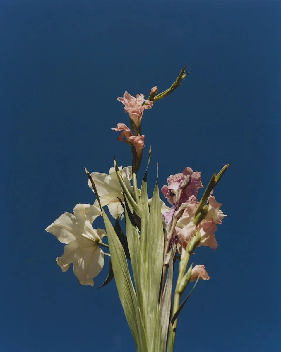 Silvana Trevale // Gladiolas de Rosa Tavera // Gicleé print on Hahnemühle Matt Fibre paper // Special HC edition of 10 // 41 x 34 cm