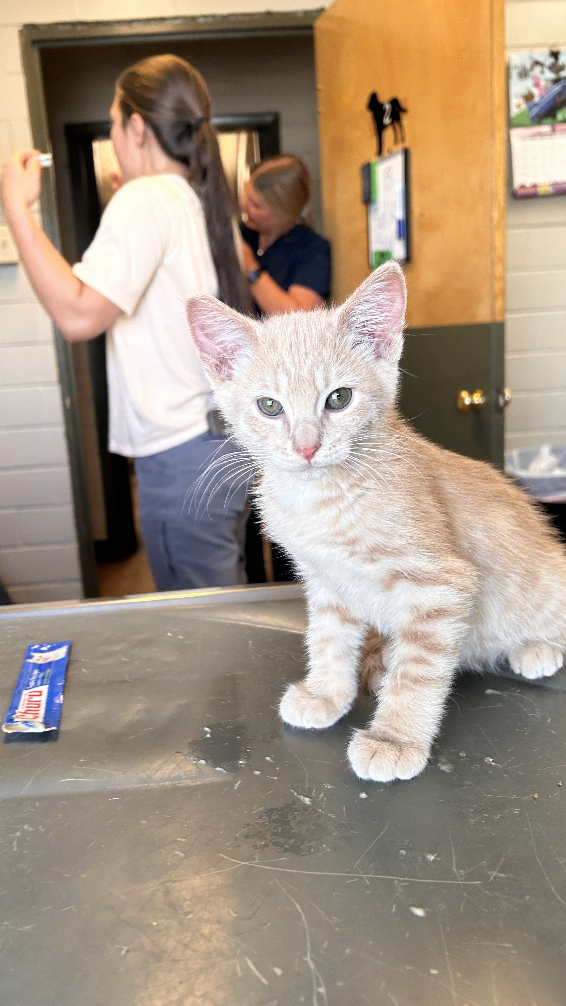 A light orange tabby kitten with green eyes standing on a metallic surface with a Churu snack package nearby. In the background, two women are engaging with each other, one with long dark hair in a ponytail and the other with short blonde hair, in a room with wooden cabinets and a whiteboard.