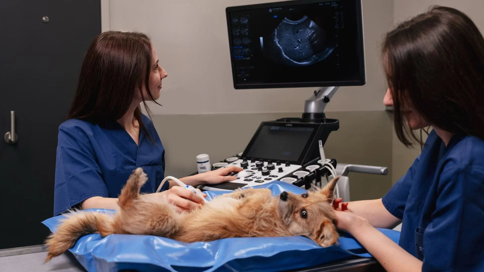 Veterinary technicians performing an ultrasound exam on a dog lying on an examination table. Two medical professionals are present, one operating the ultrasound machine and the other assisting, both dressed in blue scrubs.