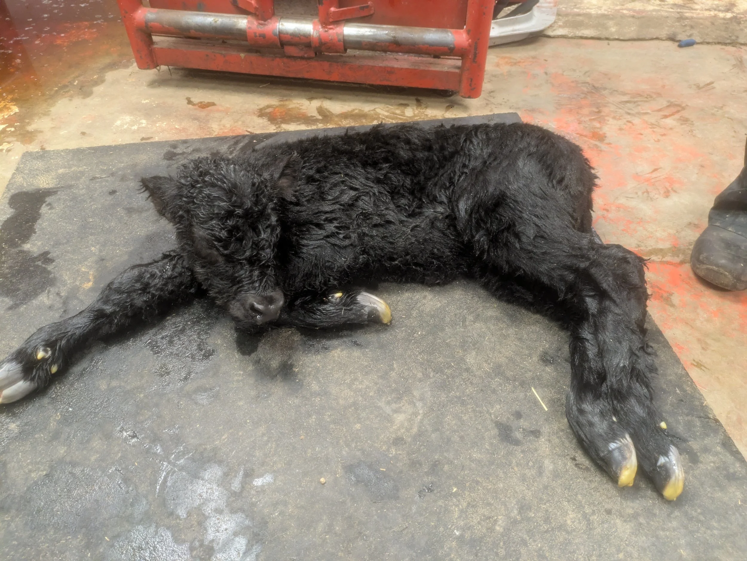 A black puppy is lying down on a dark rubber mat on a concrete floor, with its eyes closed. There is a red metal object and a gray tire in the background.