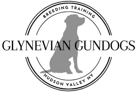 Glynevian Gundogs – Breeding &amp; Training