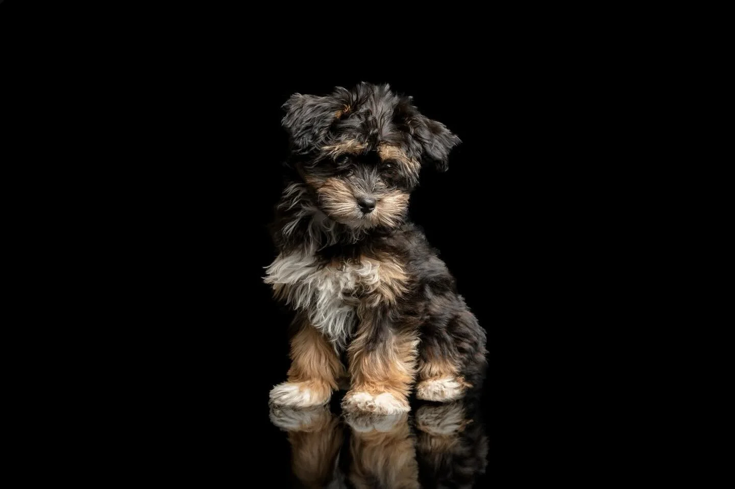 Tiny paws, big personality! 🐾 Meet our adorable four-legged friend who&rsquo;s mastering the art of the puppy eyes. Isn&rsquo;t it just paw-fect? 💖 #PuppyLove #DogsofInstagram #InstaPup #PawfectPals #FurryFriend #Petstagram #PuppyEyes #CuteCanines 