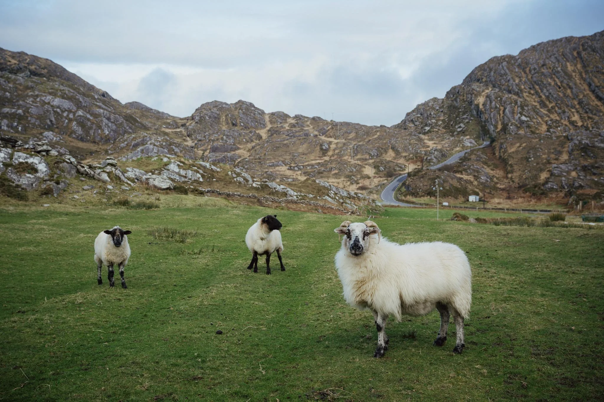 Three sheep grazing in a bright green pasture on the Beara Peninsula, with a winding road visible in the distance between high, rocky mountain peaks.