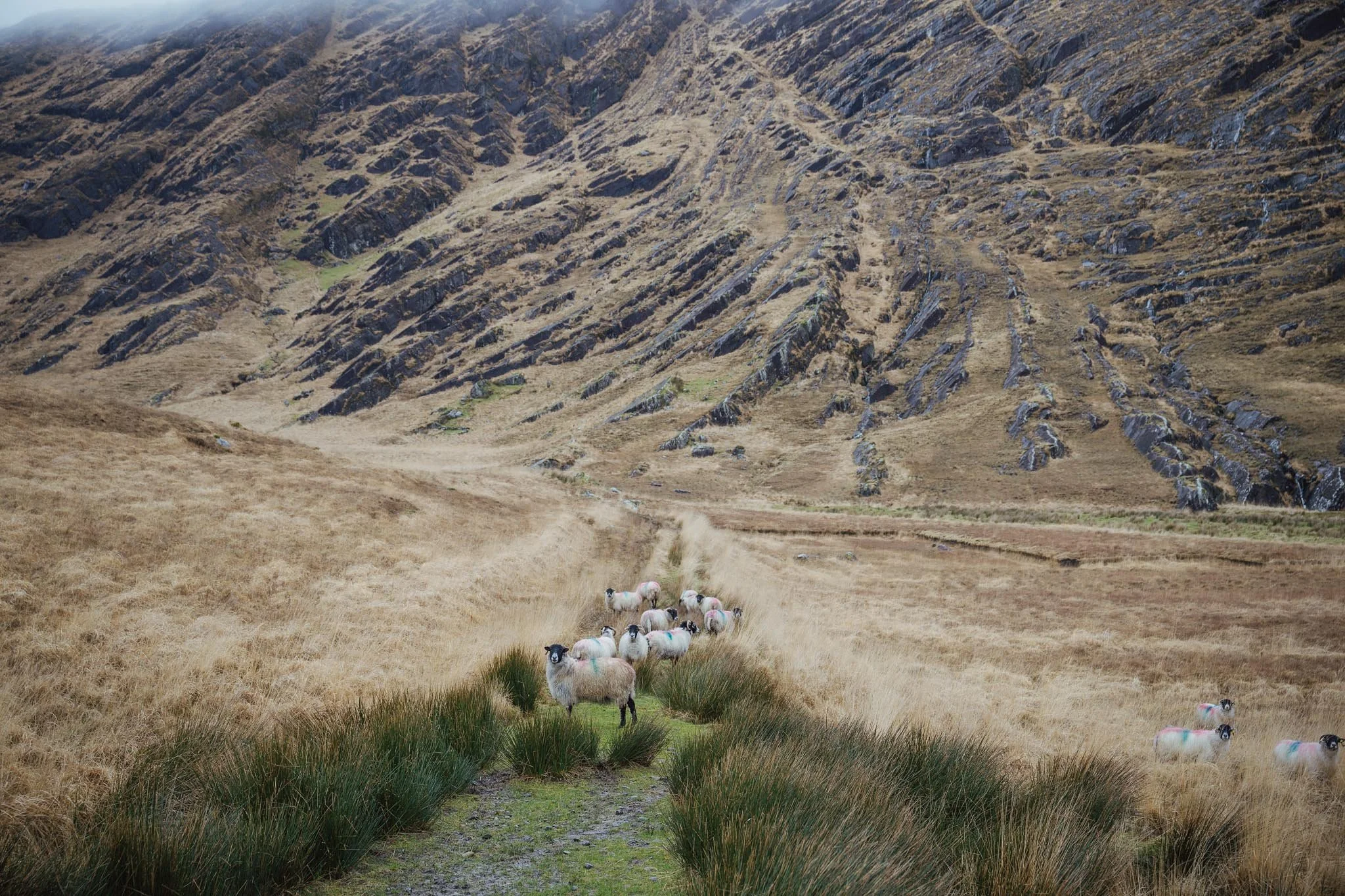 A small group of sheep stands on a narrow green track at the base of a massive, rocky mountain at Inchintaglin. One sheep looks directly at the camera, surrounded by golden-brown mountain grass and dramatic, angled rock formations.