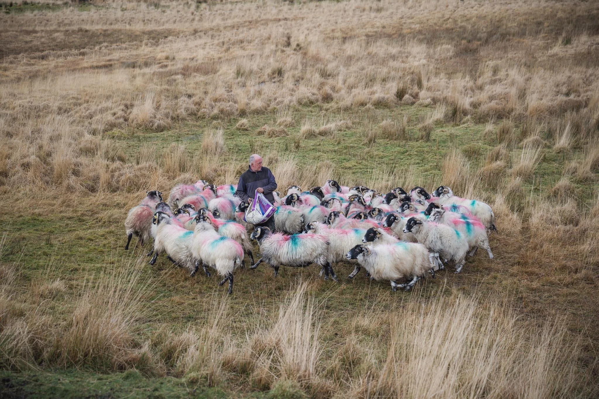 A wide shot of an Irish sheep farmer standing in the middle of a large flock of sheep at Inchintaglin. He is holding a purple feed bag, and the sheep, marked with pink and blue dye, are huddled closely around him in a grassy mountain field.