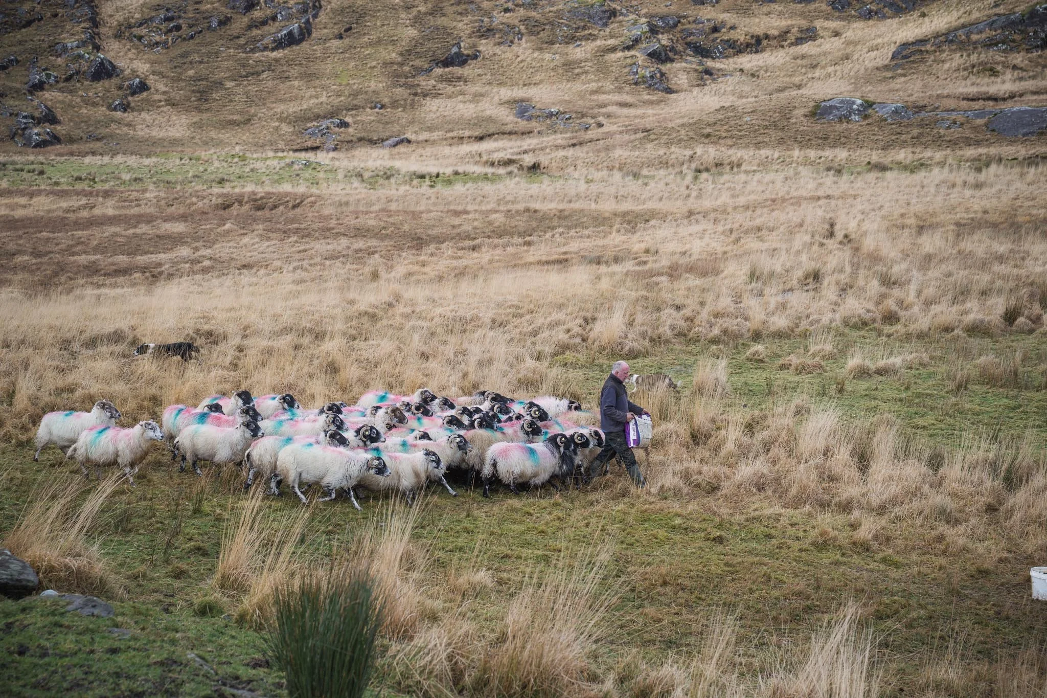 A wide shot of an Irish sheep farmer standing in the middle of a large flock of sheep at Inchintaglin. He is holding a purple feed bag, and the sheep, marked with pink and blue dye, are huddled closely around him in a grassy mountain field.