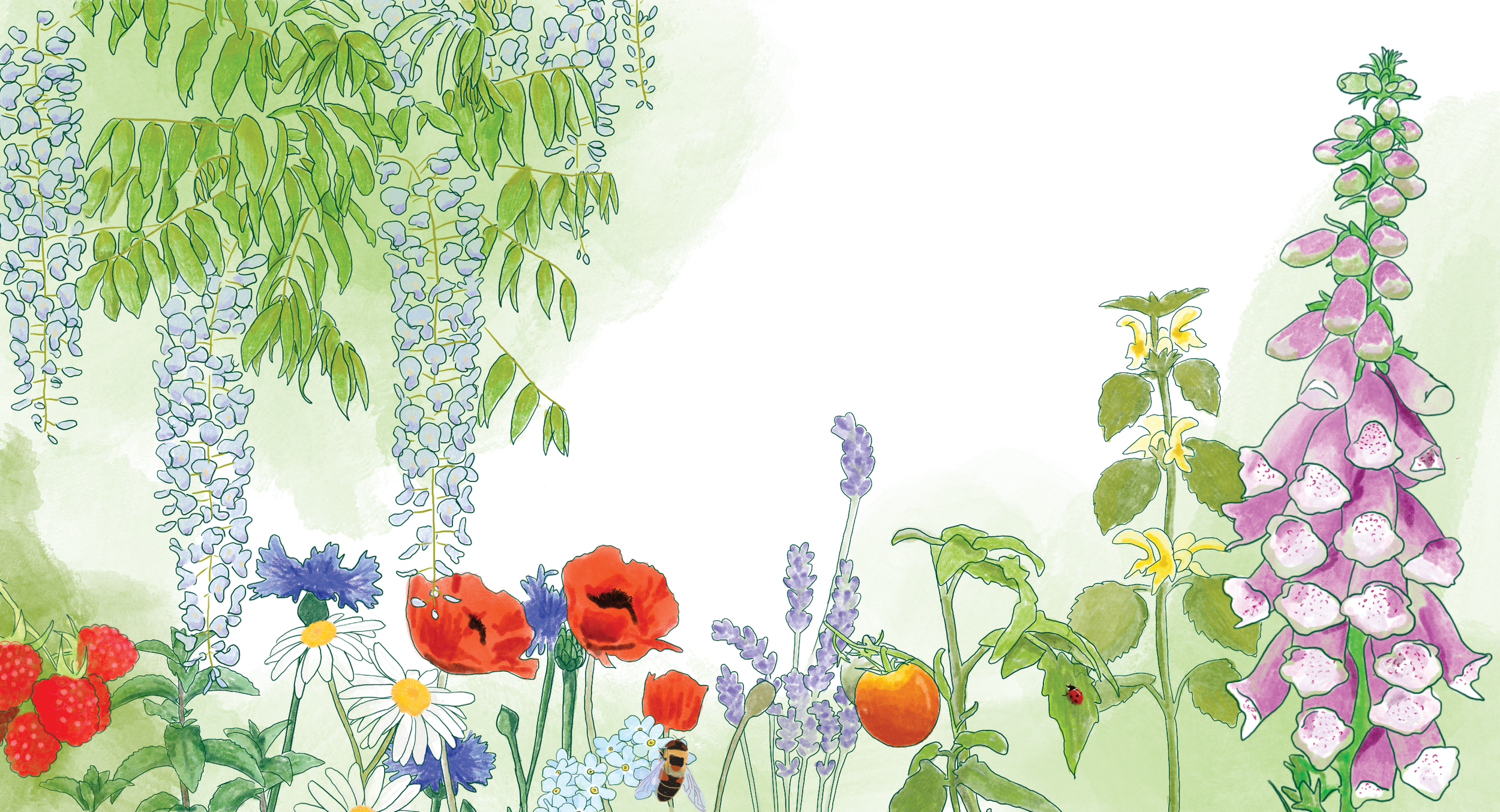 Aquarell eines Gartens mit Glyzinien, Mohn, Kornblumen, Lavendel, Fingerhut, Himbeeren und einer Biene